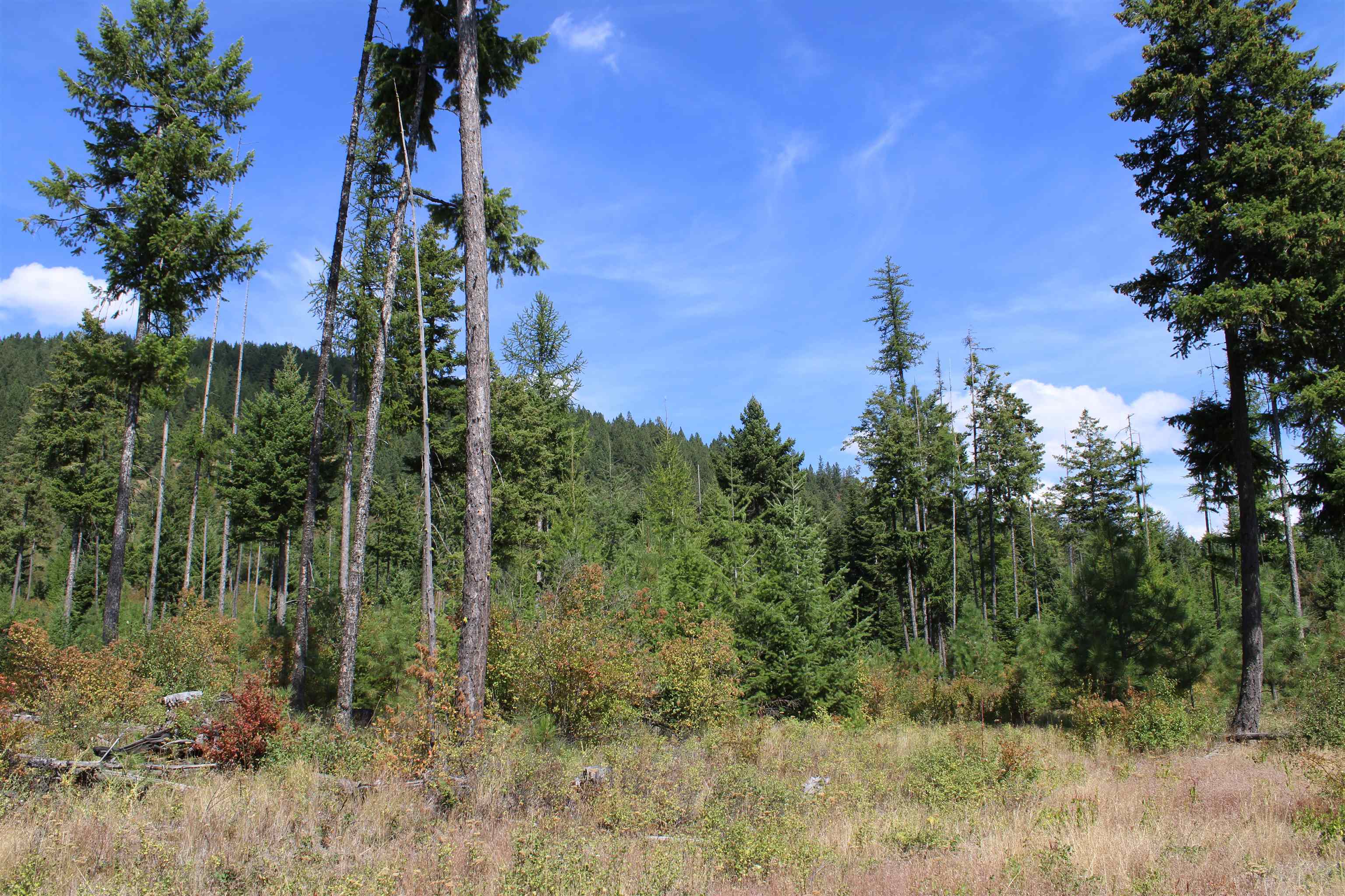 xxx Ellery Ranch Rd - Photo 10