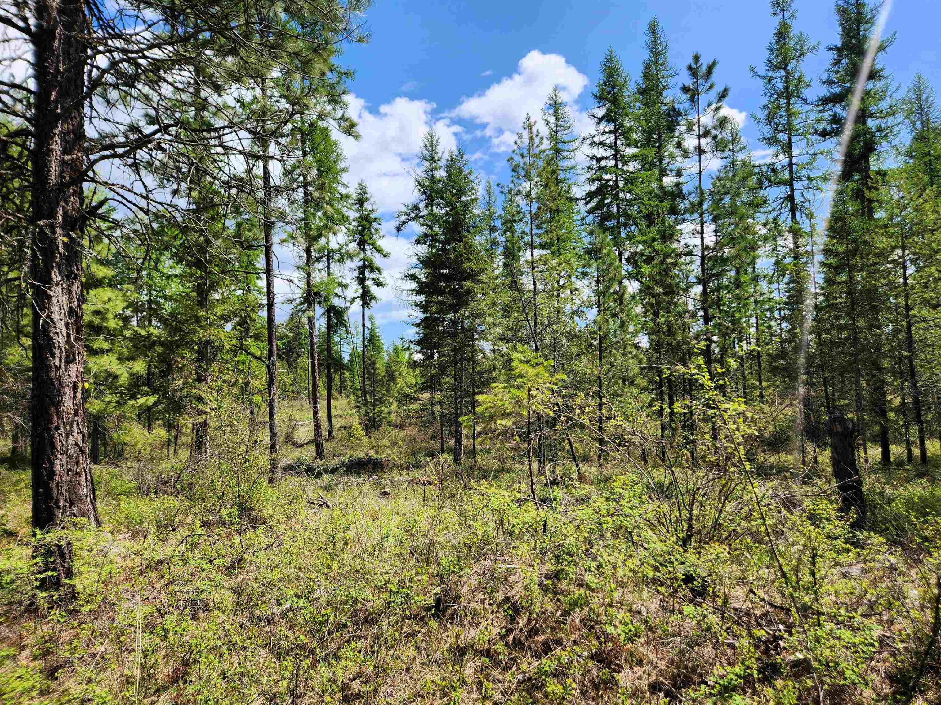 3669 E Jump Off Joe Rd - Photo 1