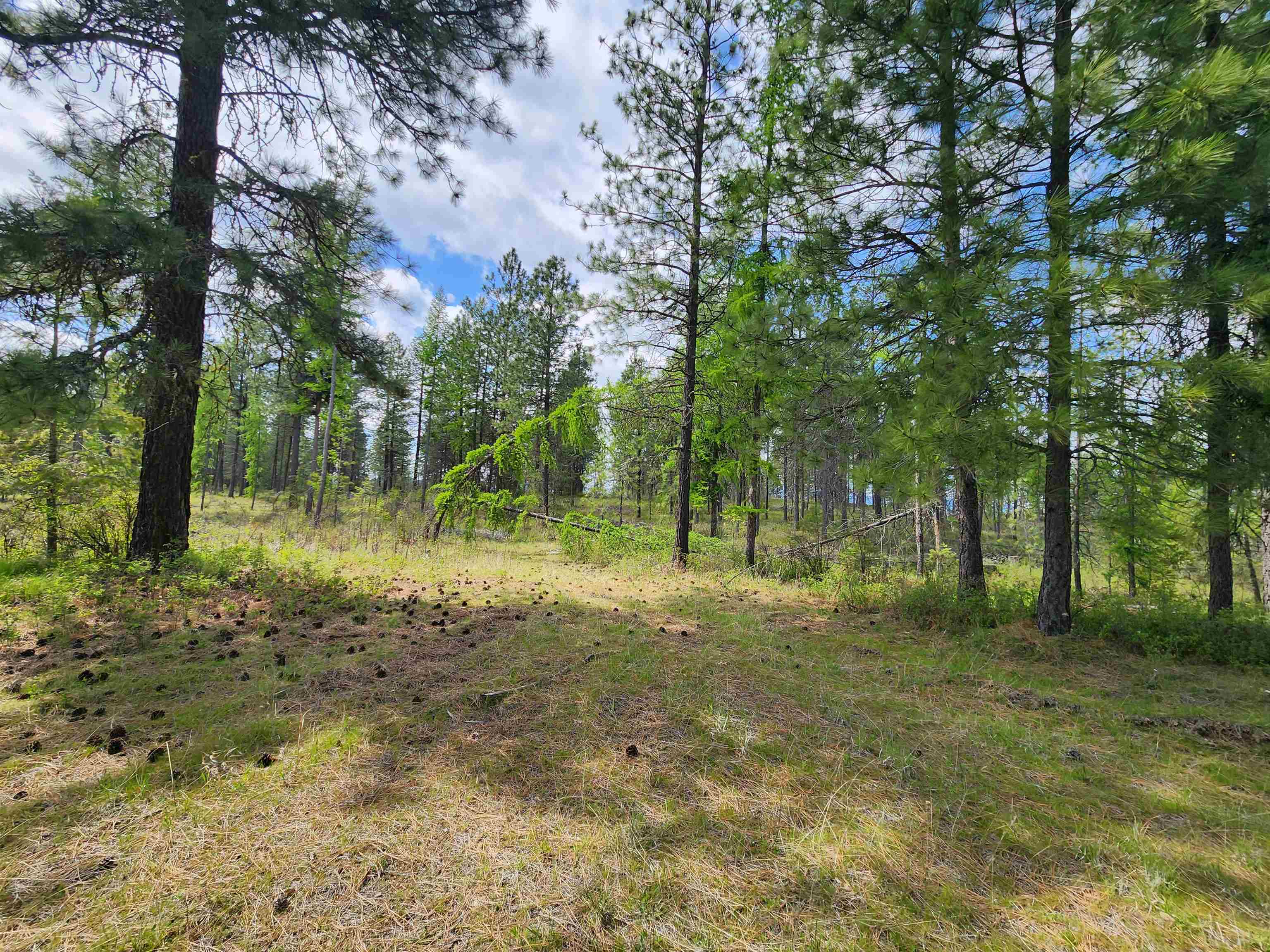 3669 E Jump Off Joe Rd - Photo 3