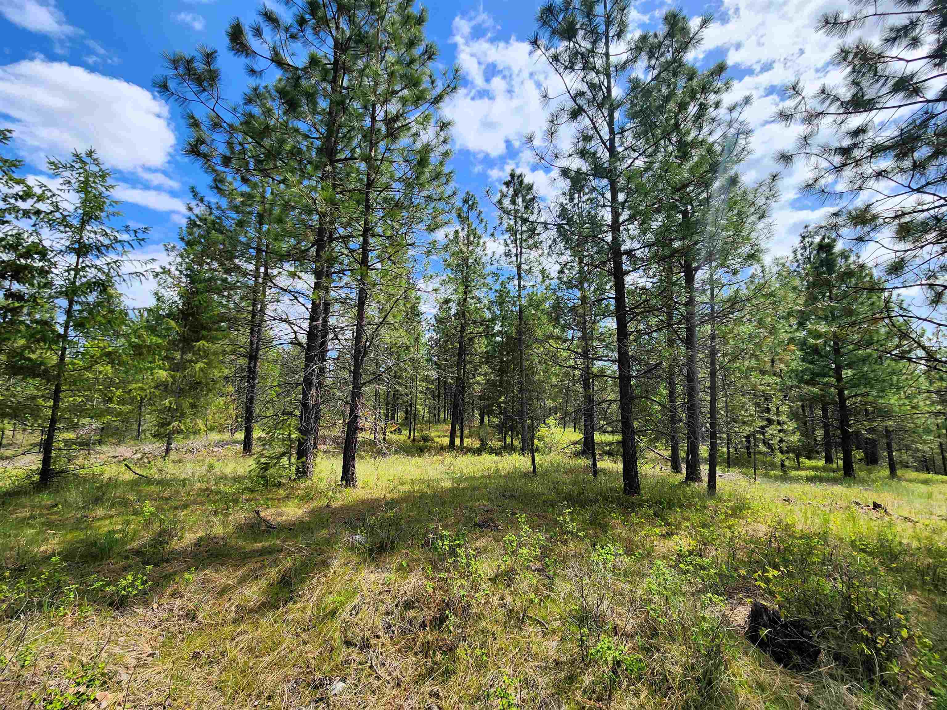 3669 E Jump Off Joe Rd - Photo 8