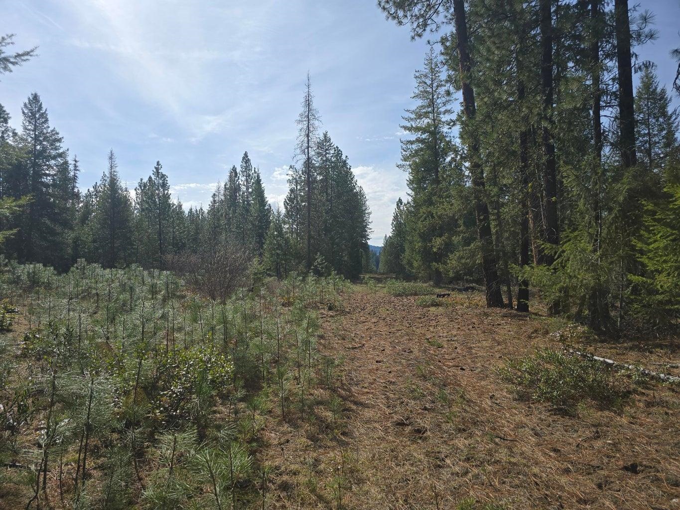 3XXX Lot #11 Larkspur Way - Photo 5