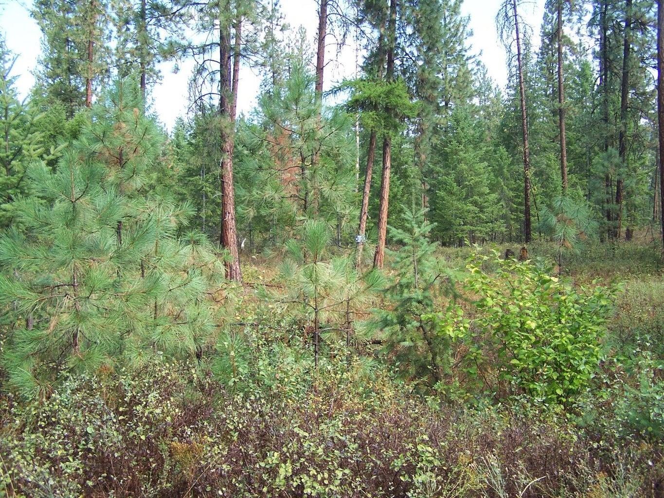 3XXX Lot #11 Larkspur Way - Photo 6