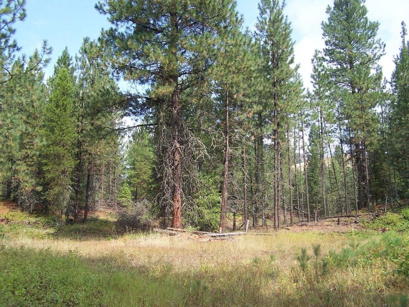 3XXX Lot #13 Larkspur Way - Photo 1