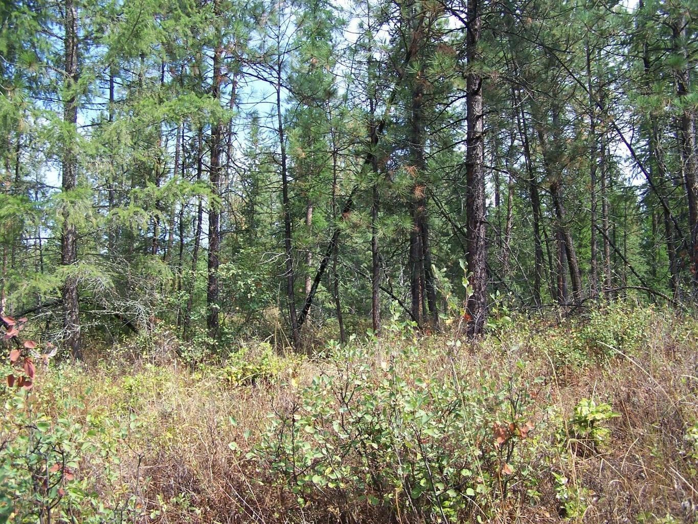 3XXX Lot #13 Larkspur Way - Photo 2