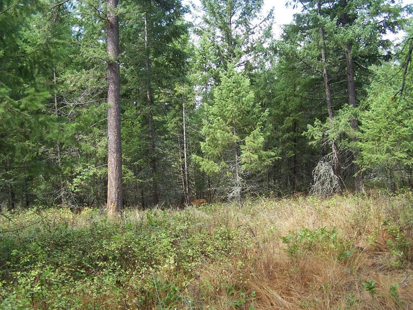 3XXX Lot #13 Larkspur Way - Photo 3