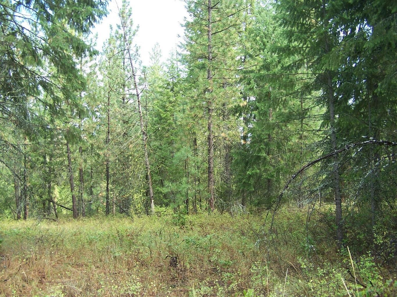 3XXX Lot #13 Larkspur Way - Photo 5