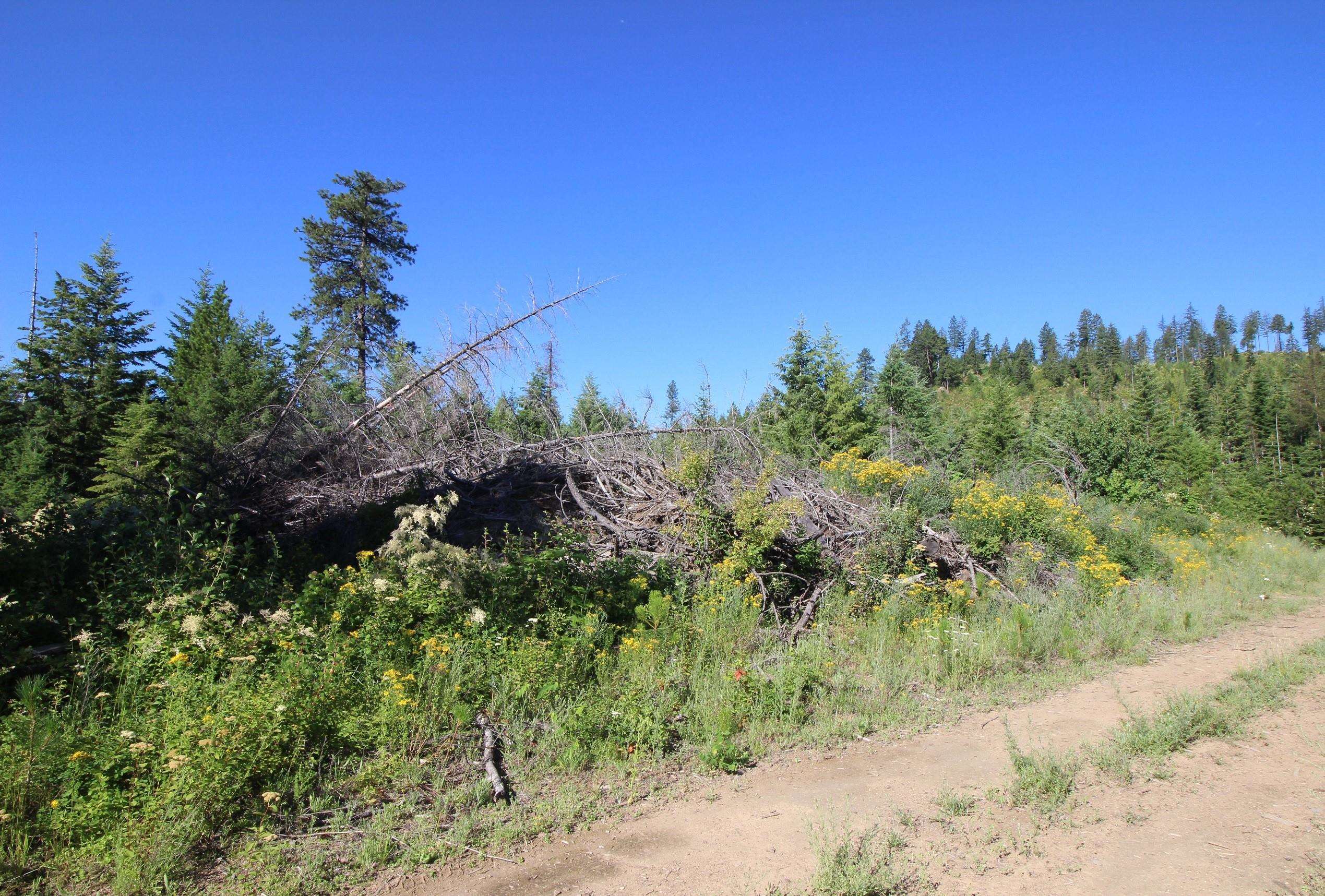 XXX Buck Creek Rd - Photo 18