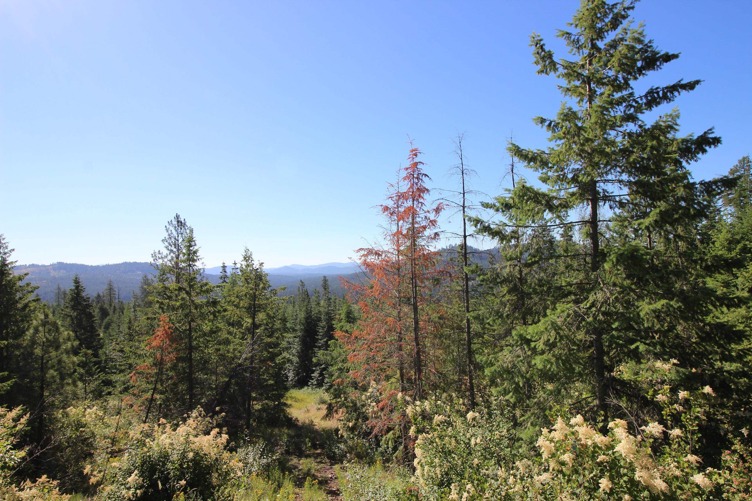 XXX Buck Creek Rd - Photo 5