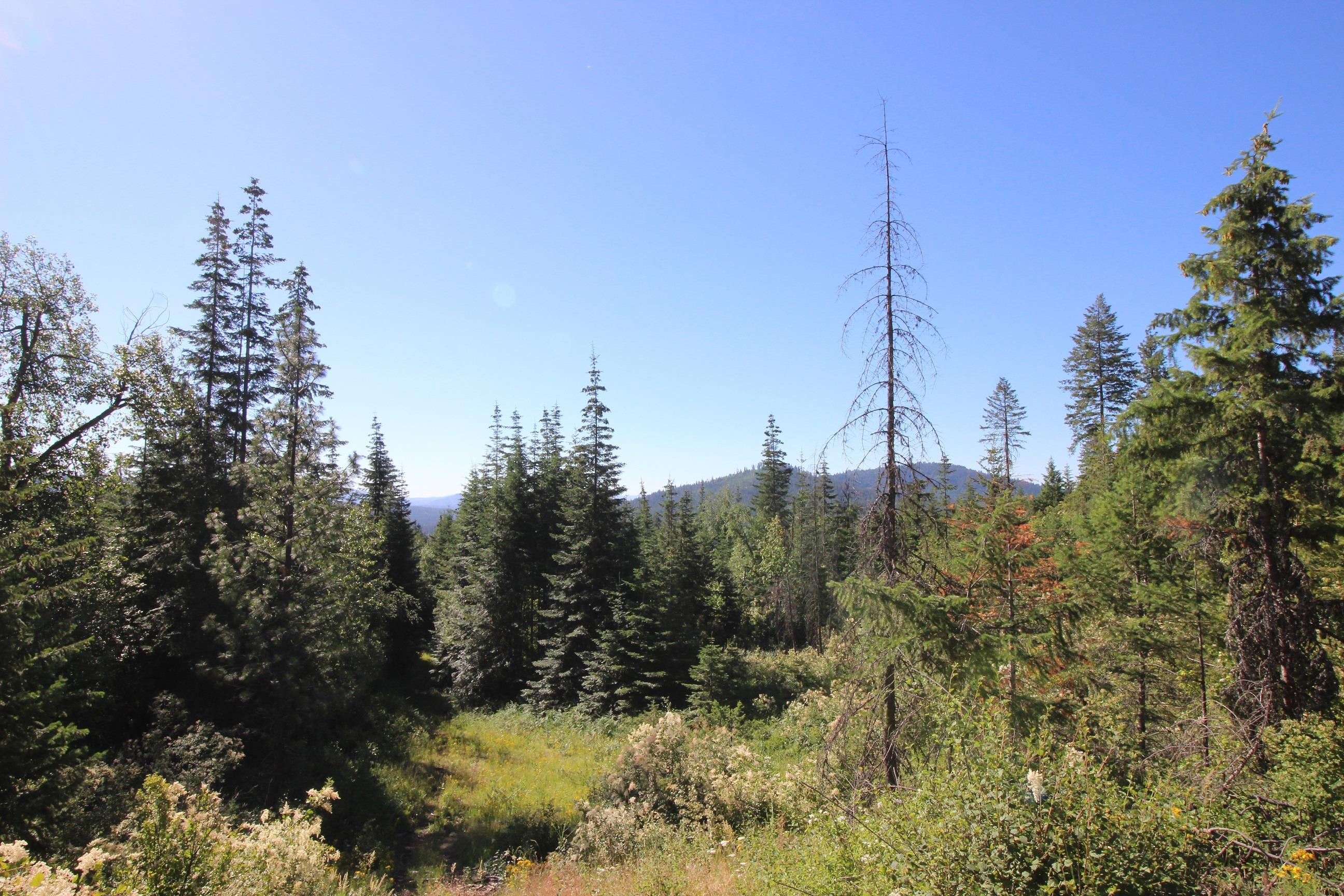 XXX Buck Creek Rd - Photo 10