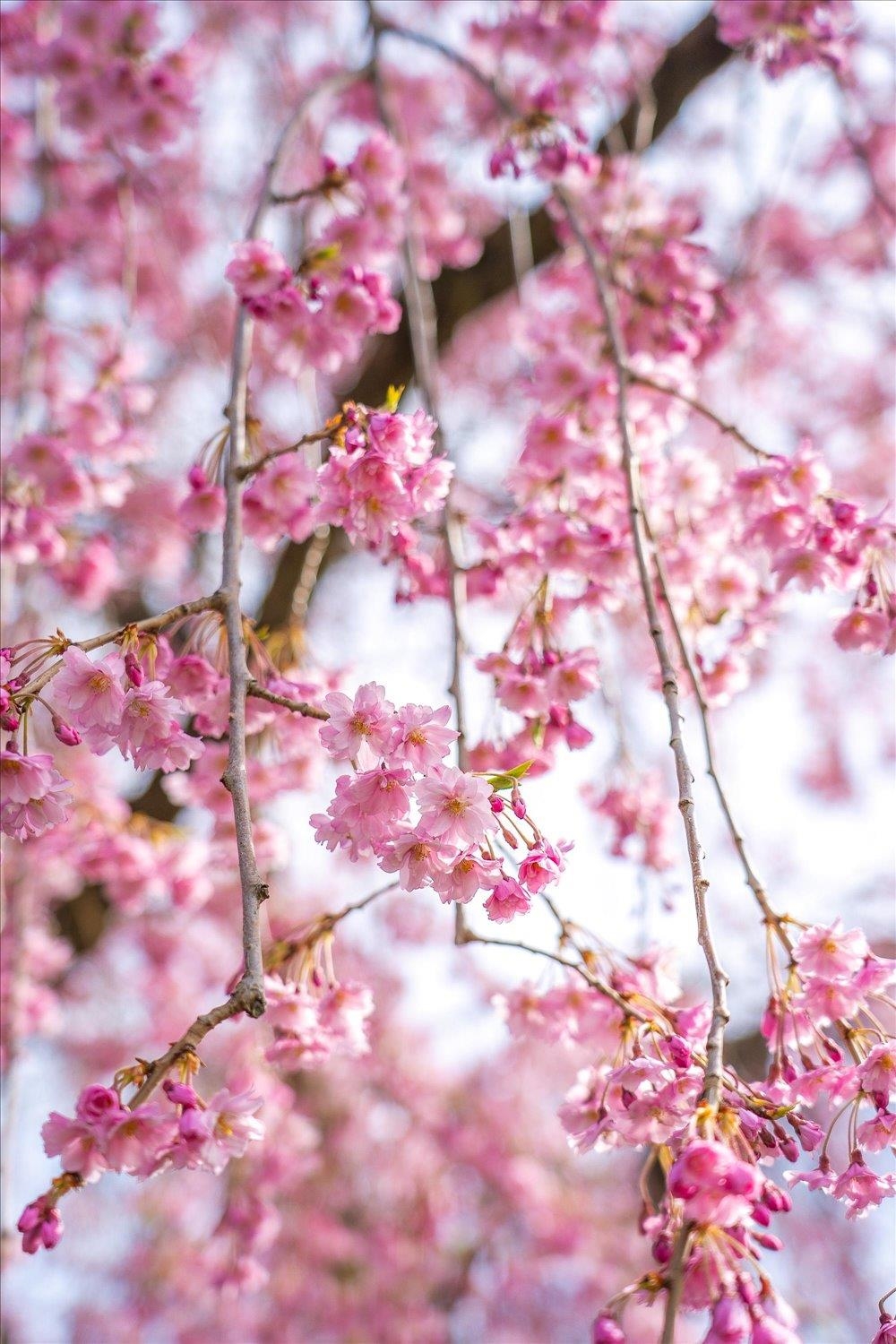3612 E Congress Ave - Photo 5