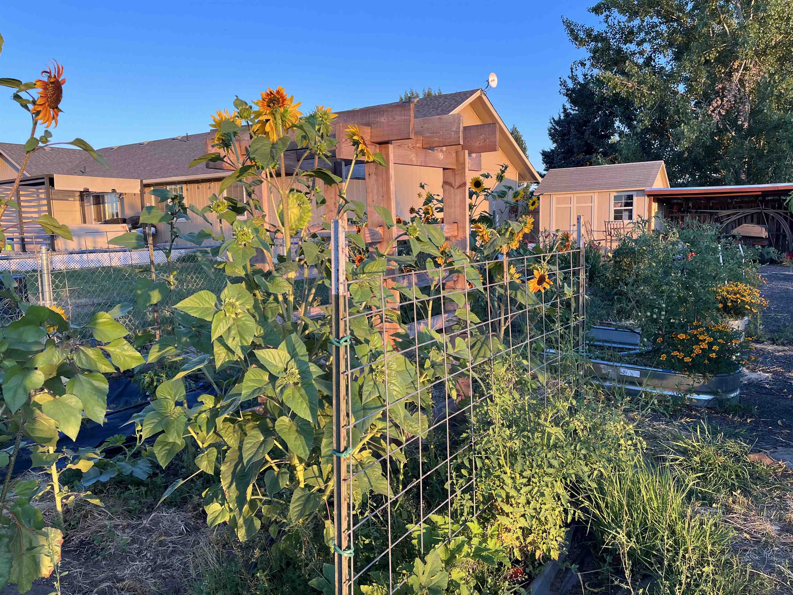 3916 W Dakin Ln - Photo 25