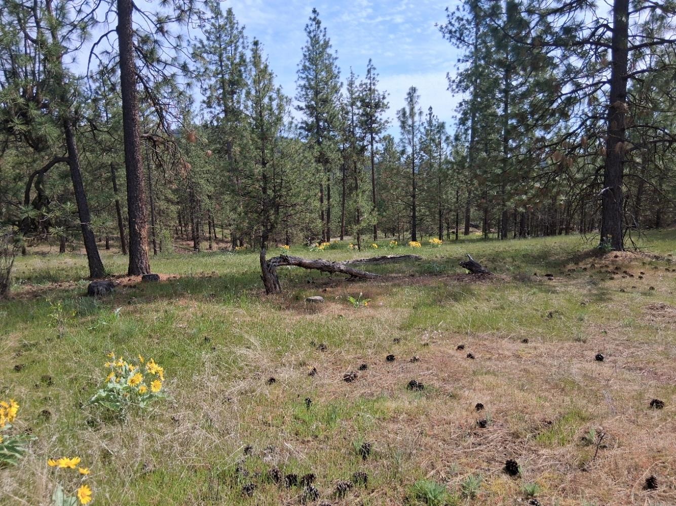 TBD N Corkscrew Canyon Rd - Photo 4