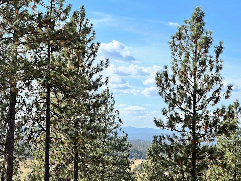 TBD N Corkscrew Canyon Rd - Photo 6