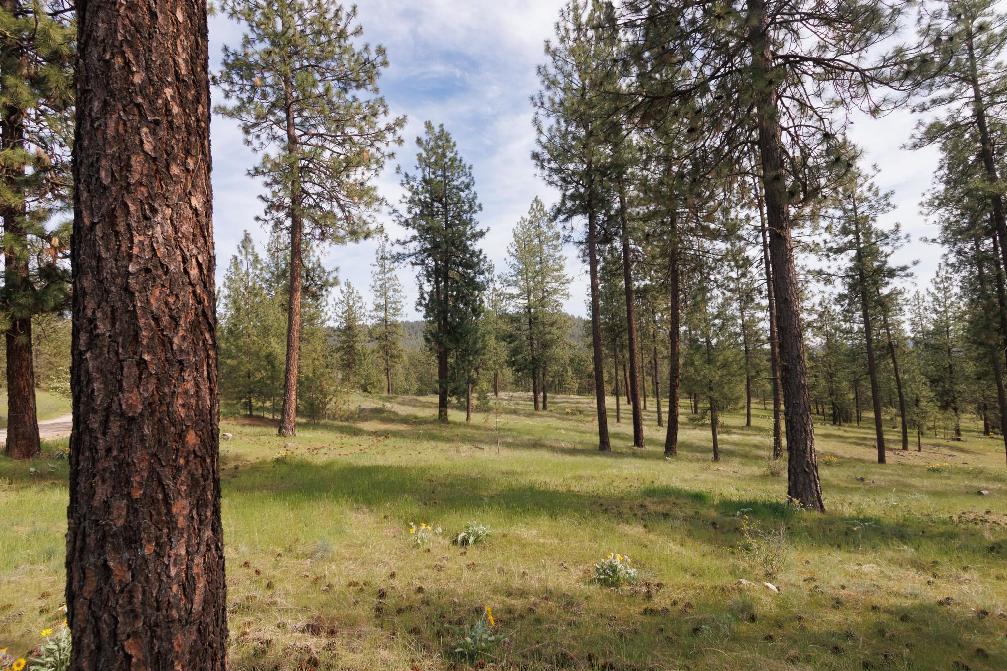 TBD N Corkscrew Canyon Rd - Photo 8