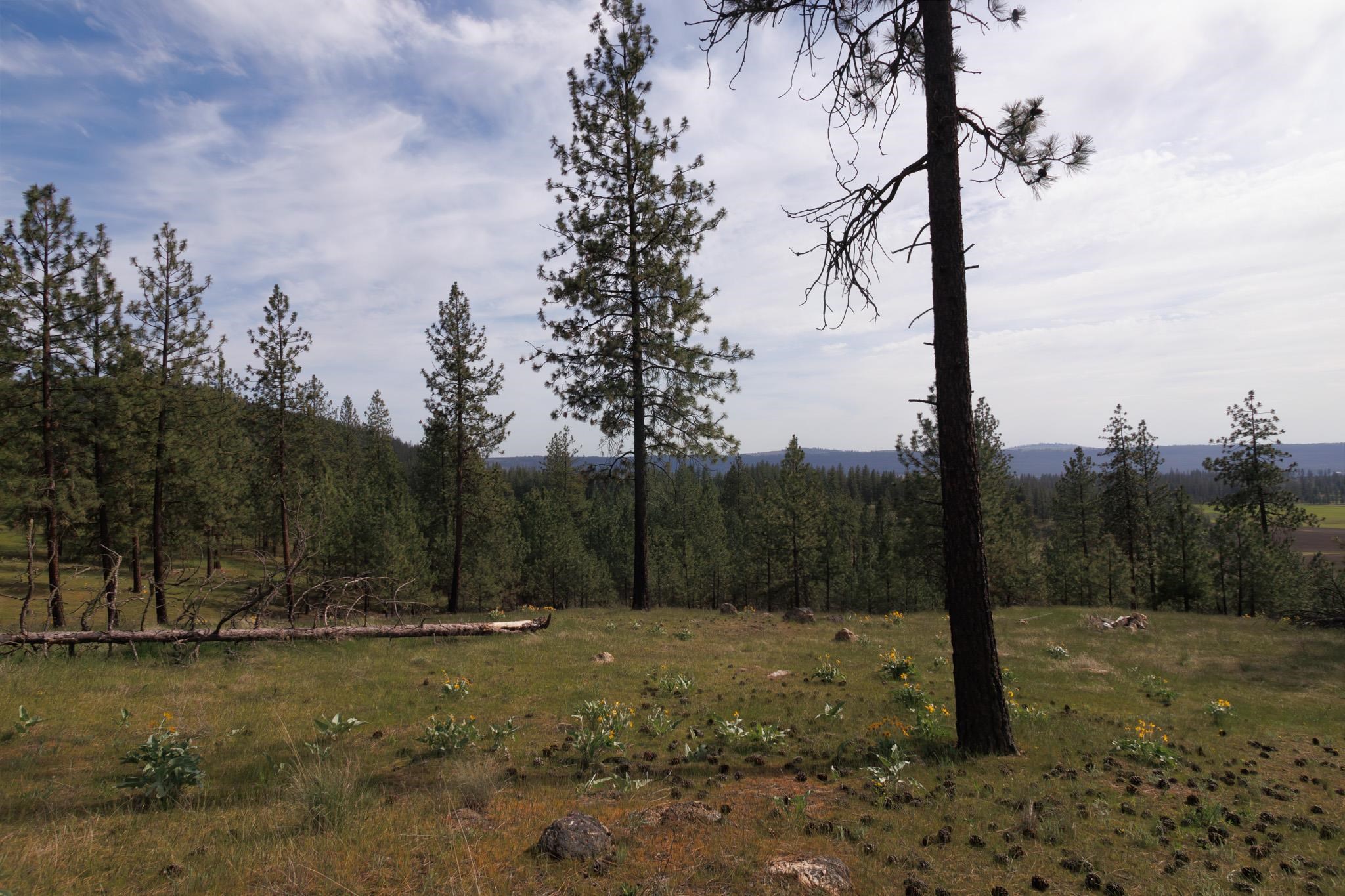 TBD N Corkscrew Canyon Rd - Photo 9