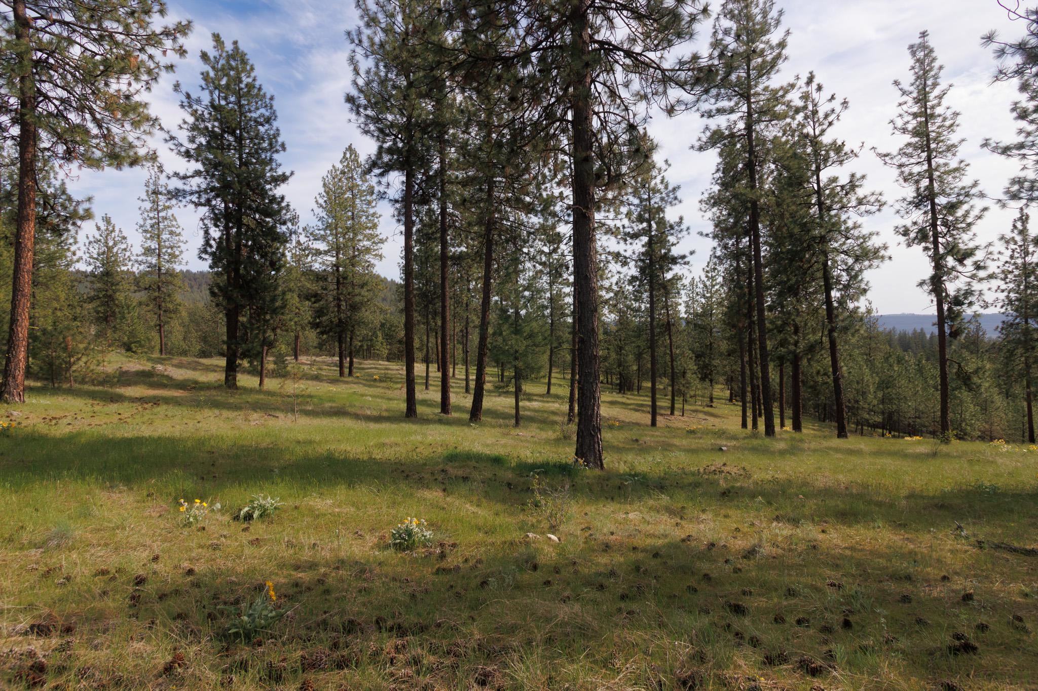 TBD N Corkscrew Canyon Rd - Photo 3