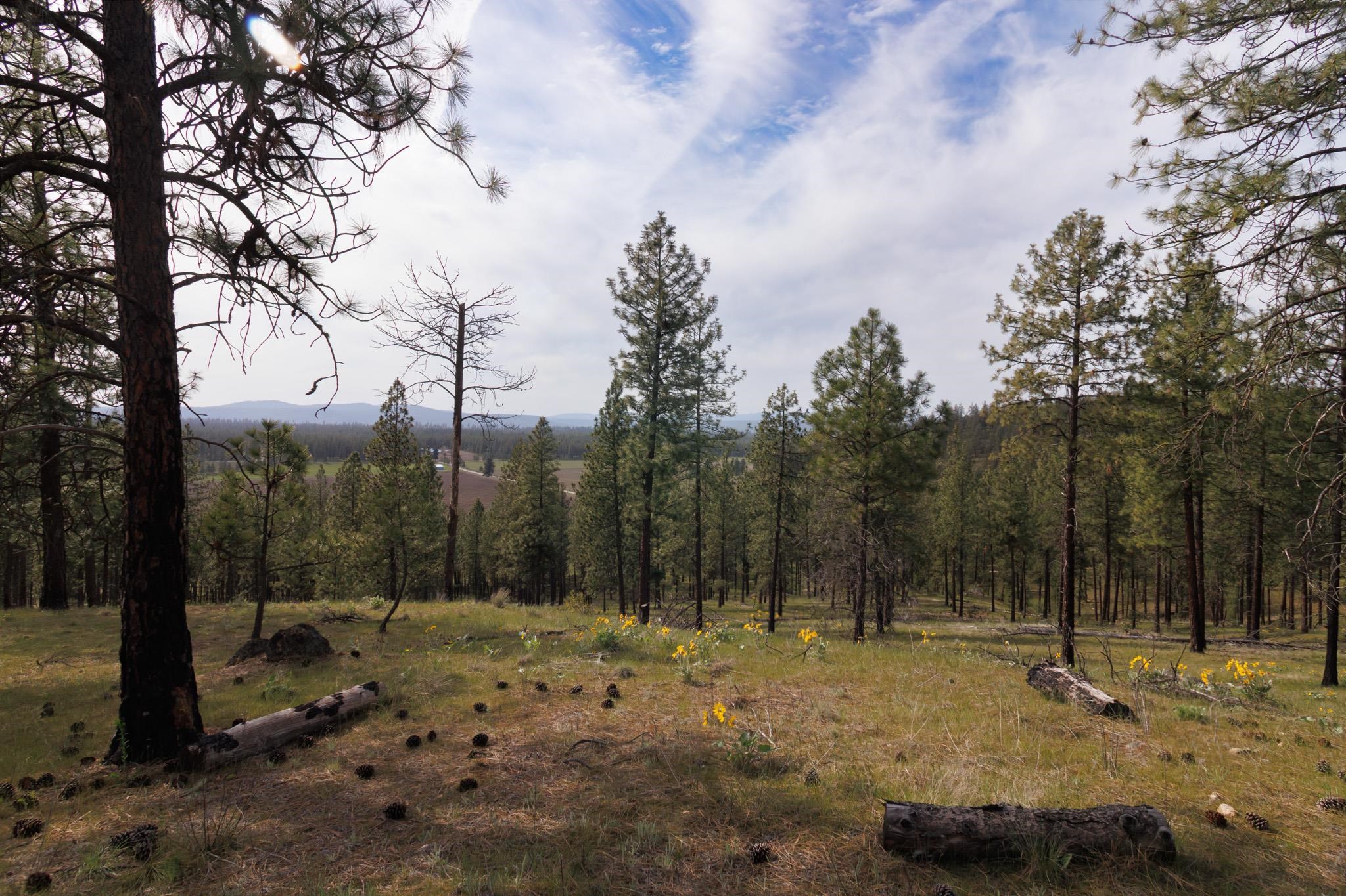 TBD N Corkscrew Canyon Rd - Photo 4