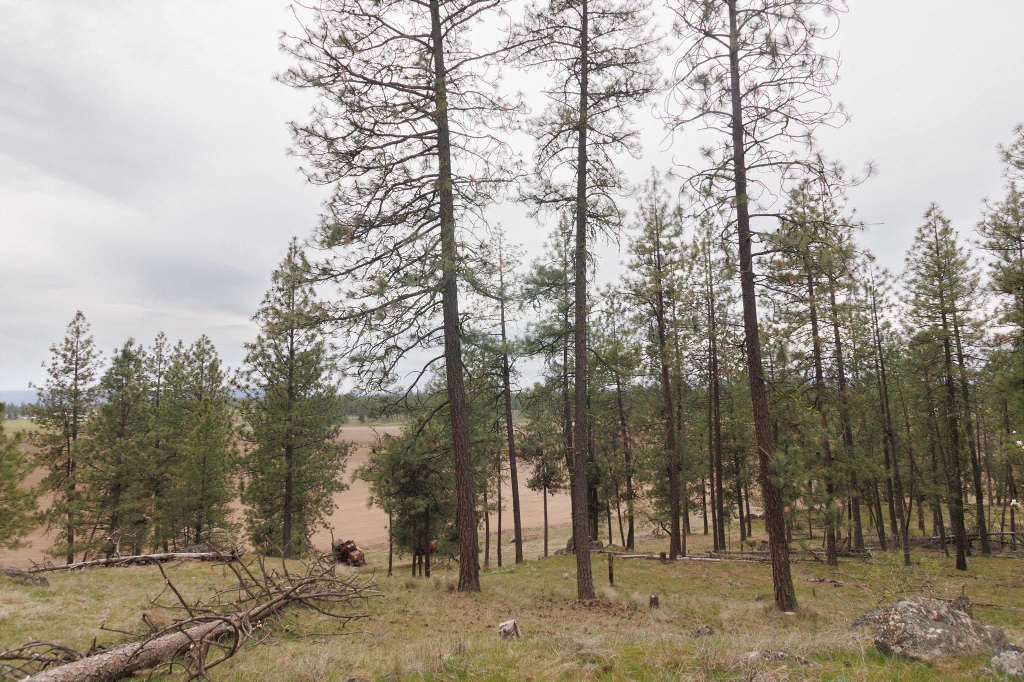 TBD N Corkscrew Canyon Rd - Photo 5