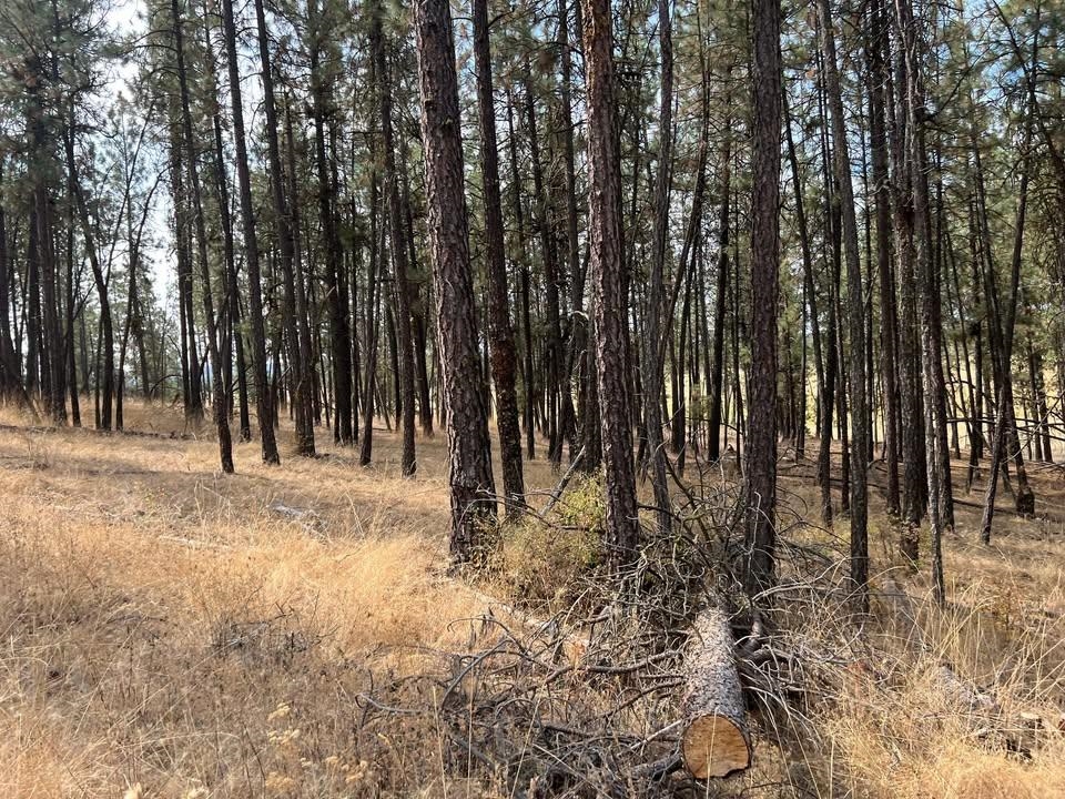 TBD N Corkscrew Canyon Rd - Photo 7