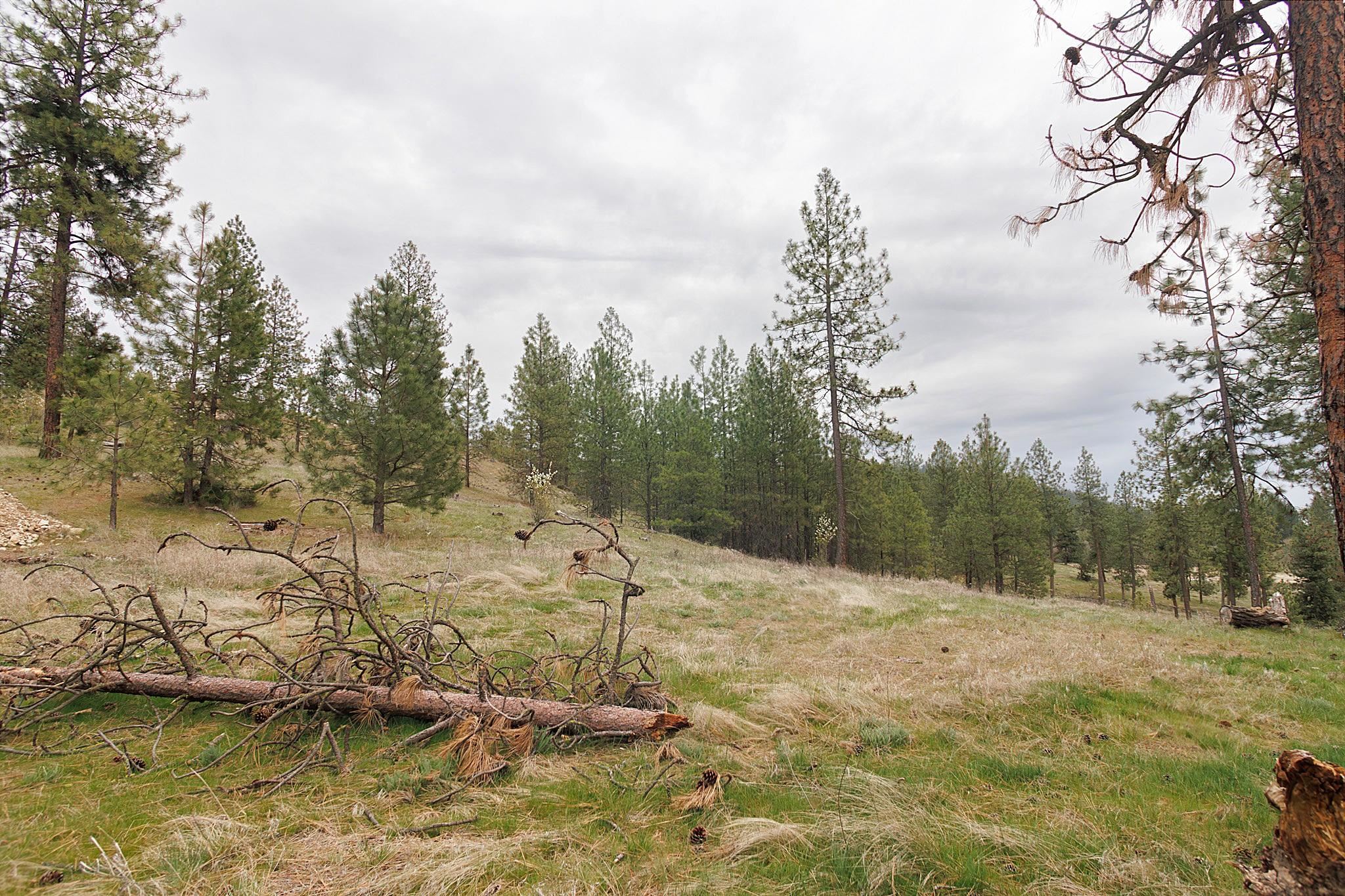 TBD N Corkscrew Canyon Rd - Photo 10