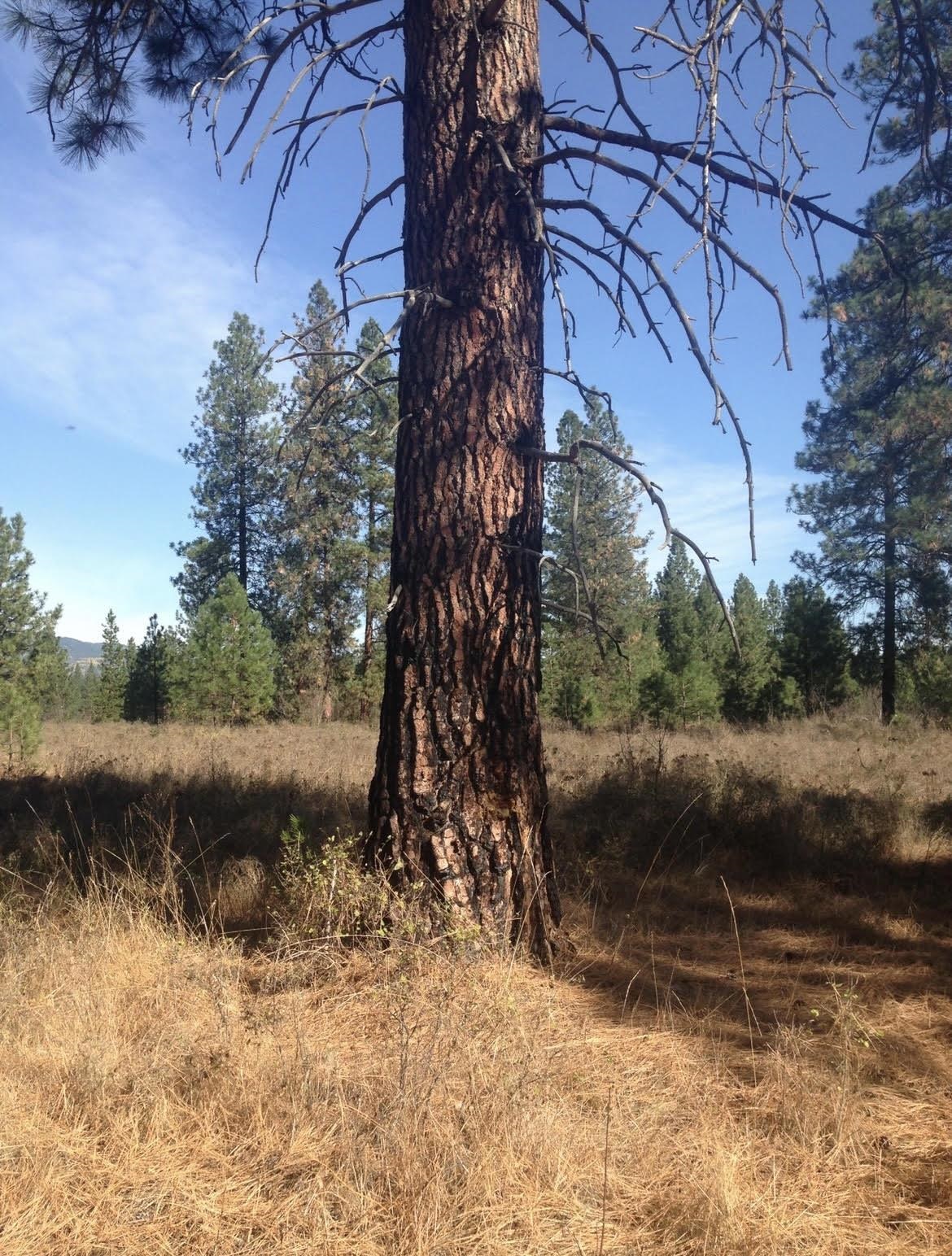 TBD S OF HWY W 200 Hwy - Photo 19