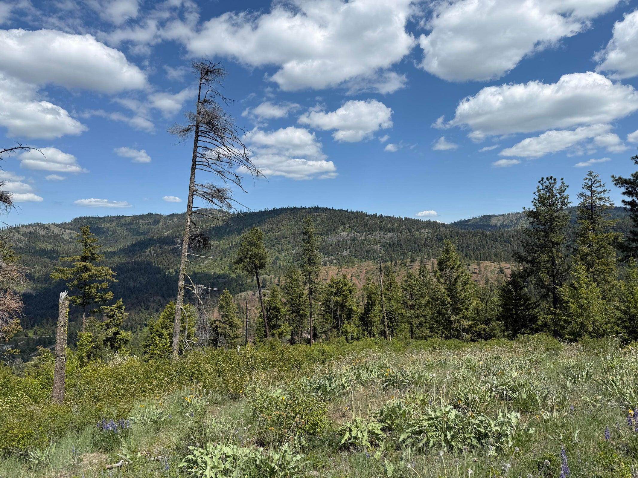 3774-C Daisy Mine Rd - Photo 22