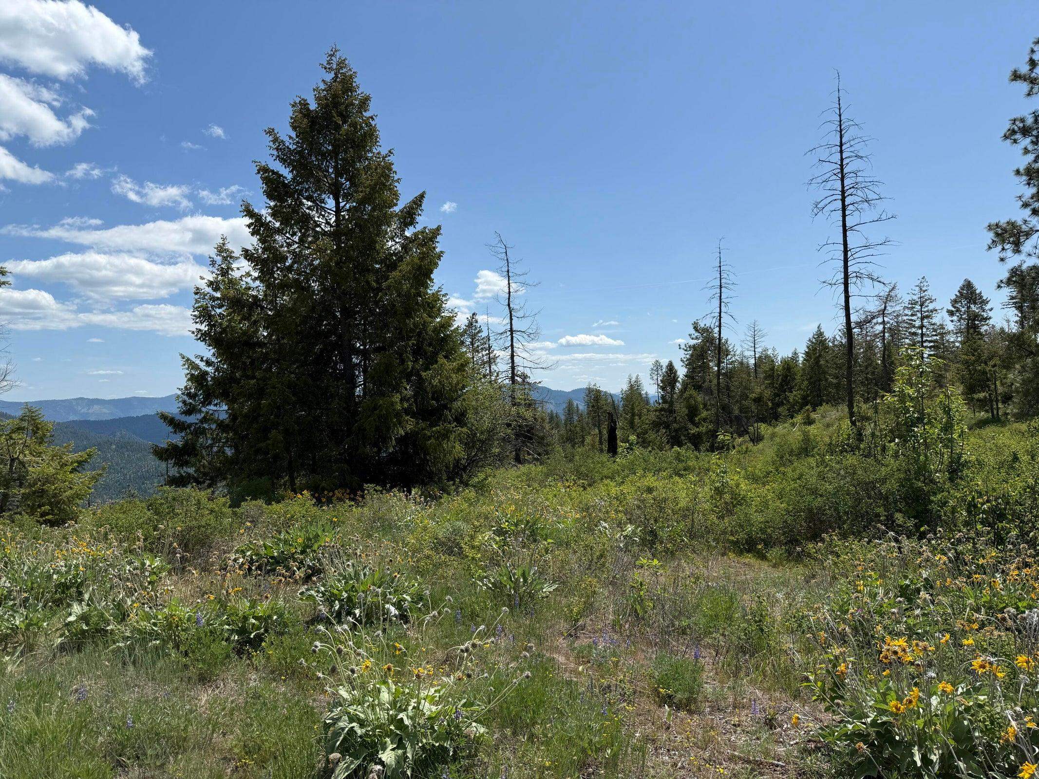 3774-C Daisy Mine Rd - Photo 23