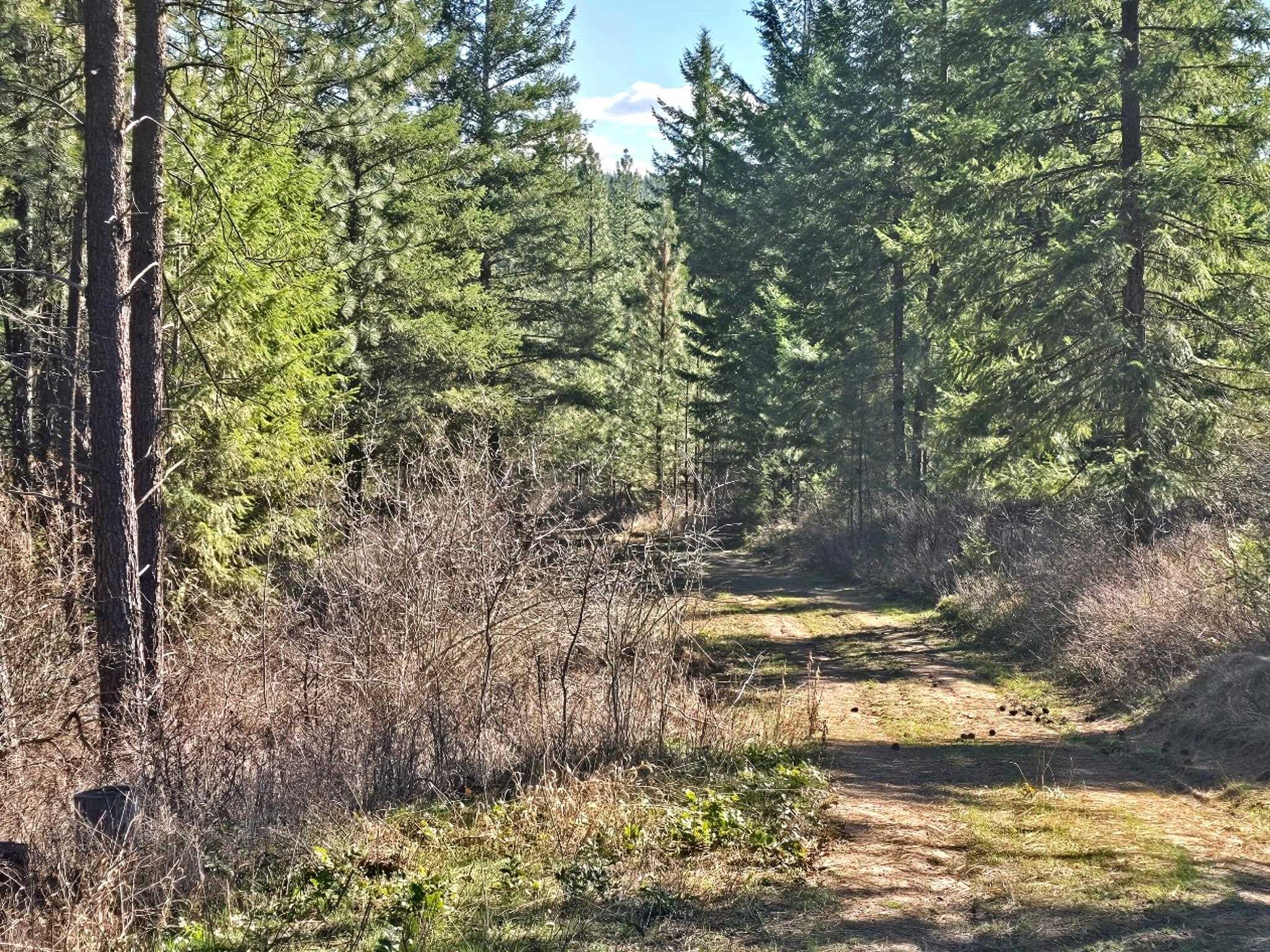 6400 Castle Rock Creek Rd Rd - Photo 1
