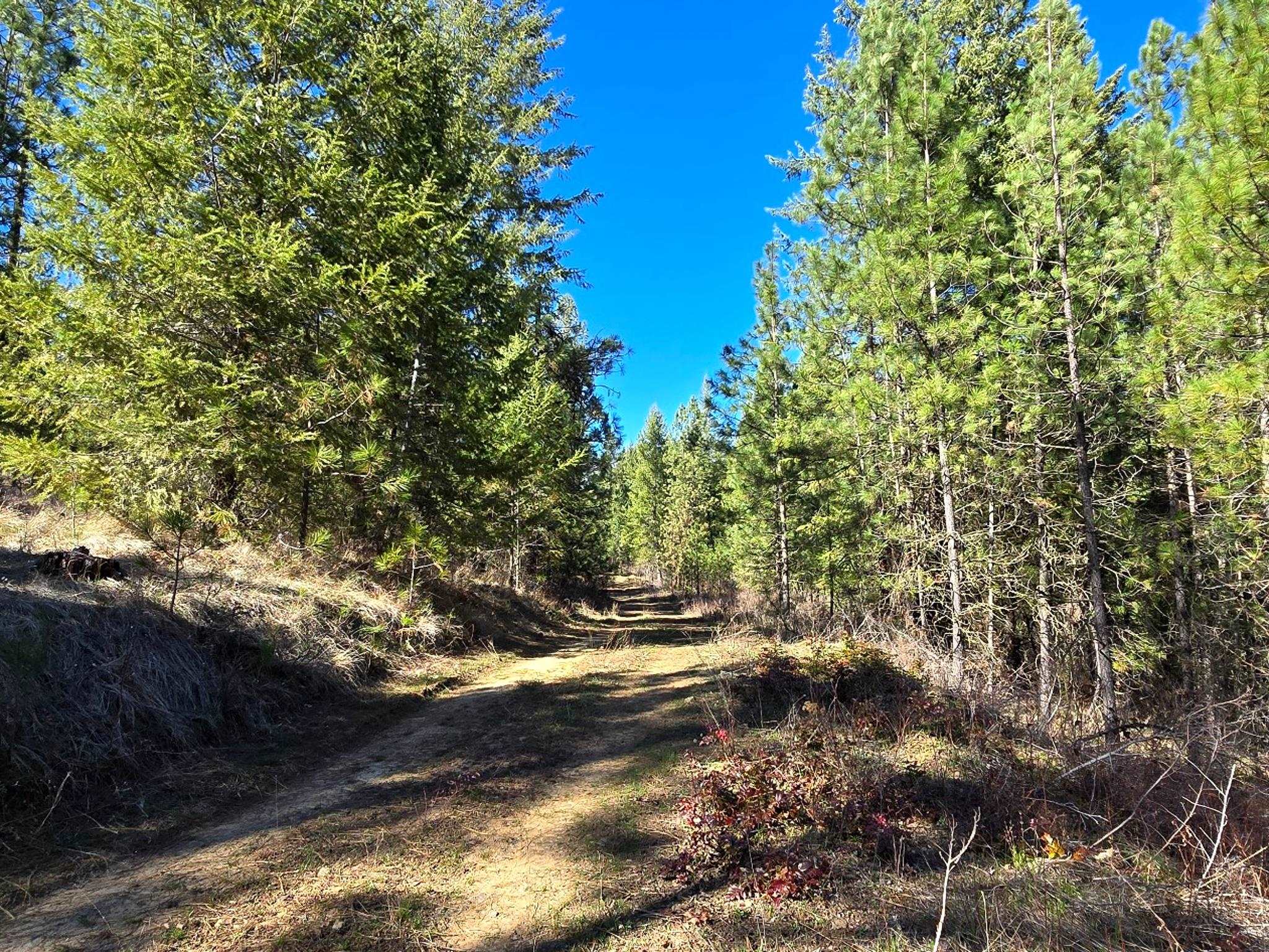 6400 Castle Rock Creek Rd Rd - Photo 2