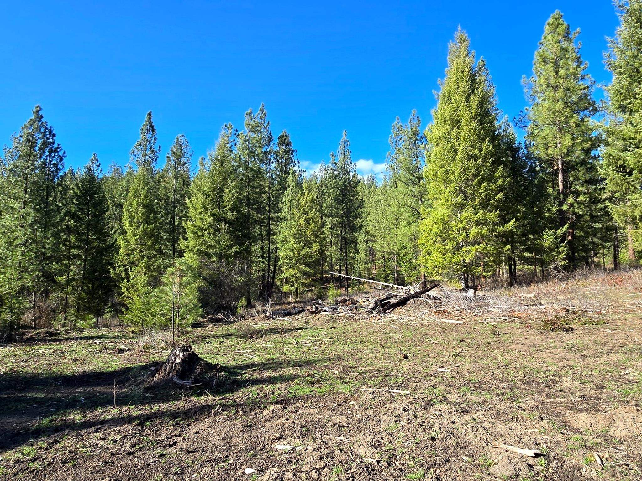 6400 Castle Rock Creek Rd Rd - Photo 11
