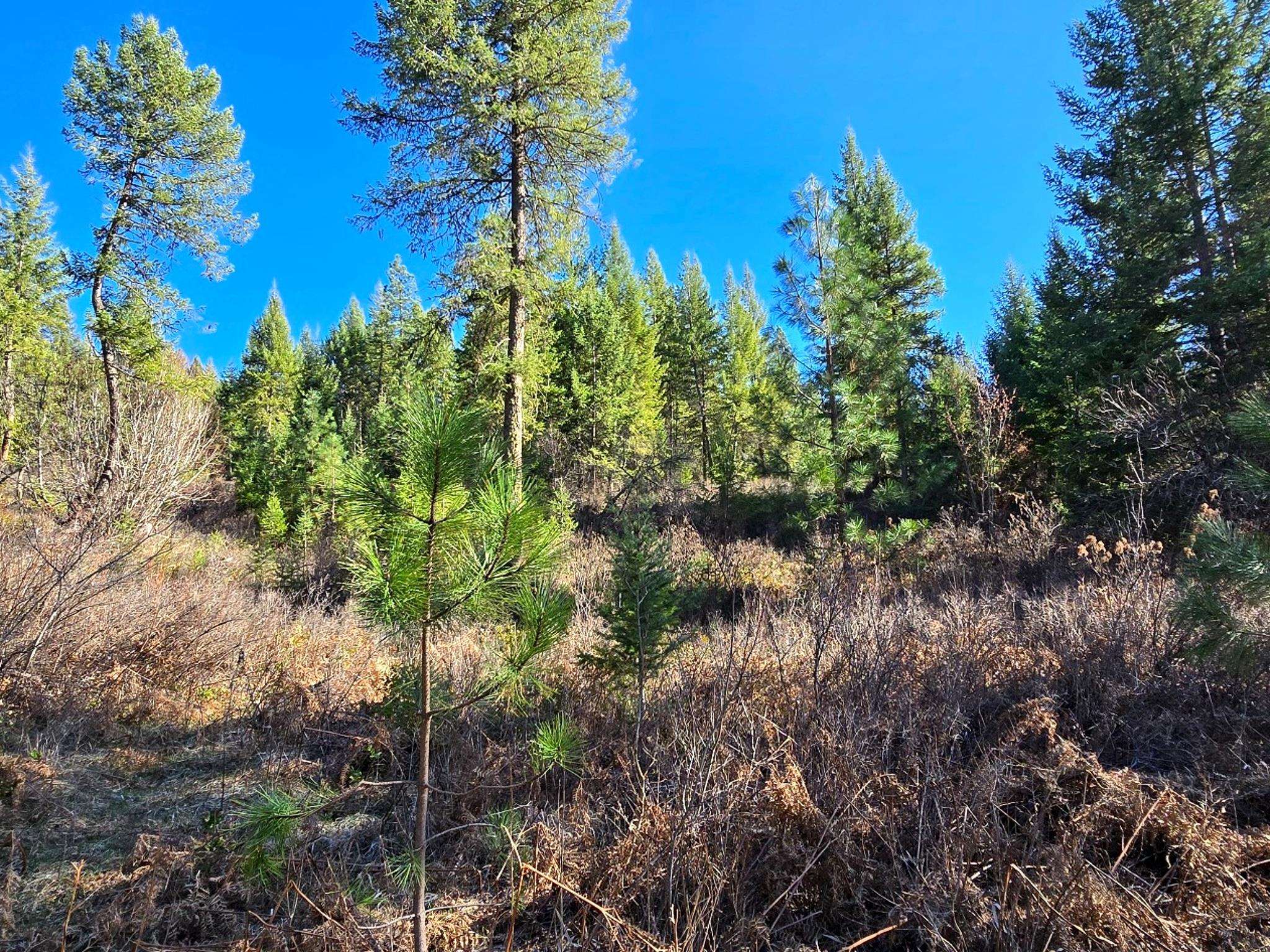 6400 Castle Rock Creek Rd Rd - Photo 15