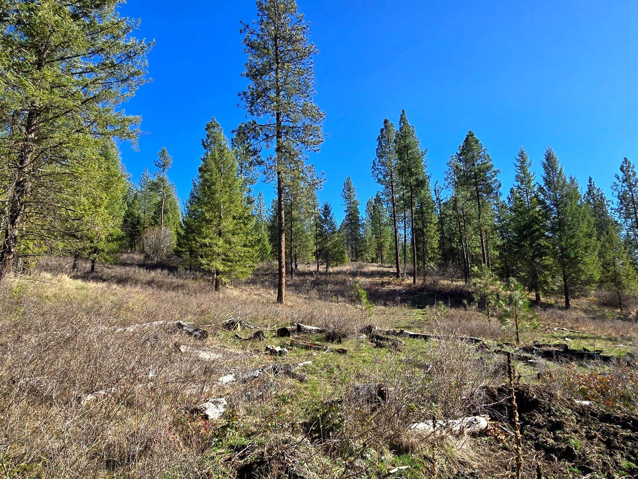 6400 Castle Rock Creek Rd Rd - Photo 17