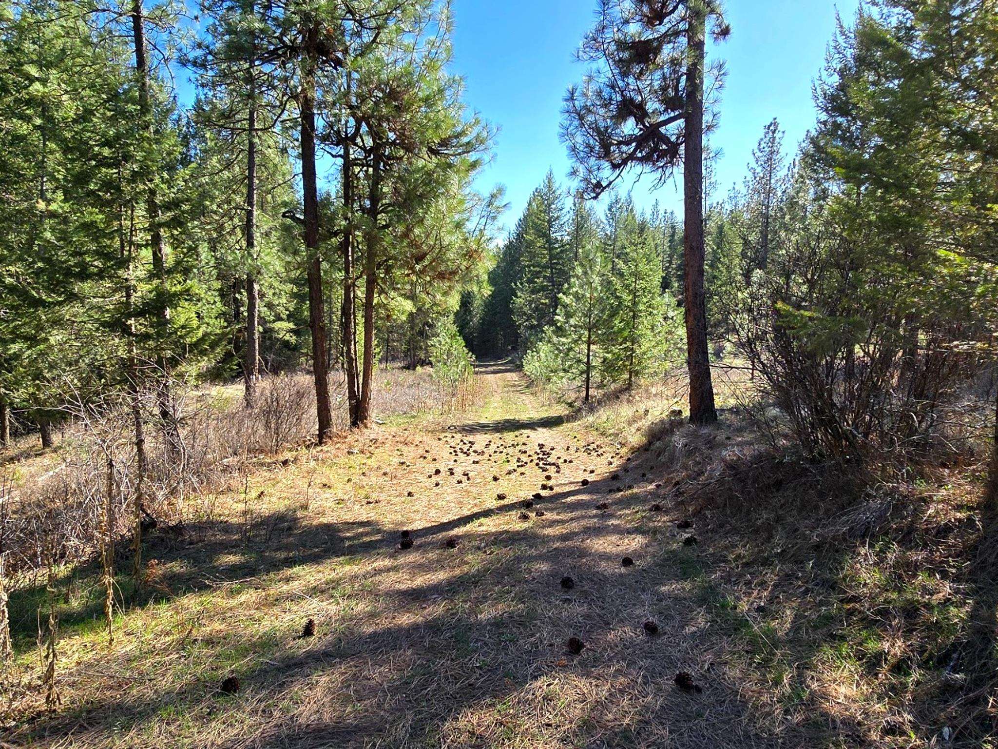 6400 Castle Rock Creek Rd Rd - Photo 3