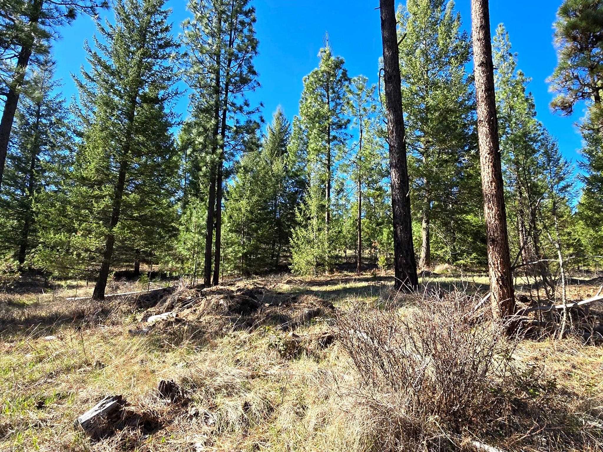 6400 Castle Rock Creek Rd Rd - Photo 4