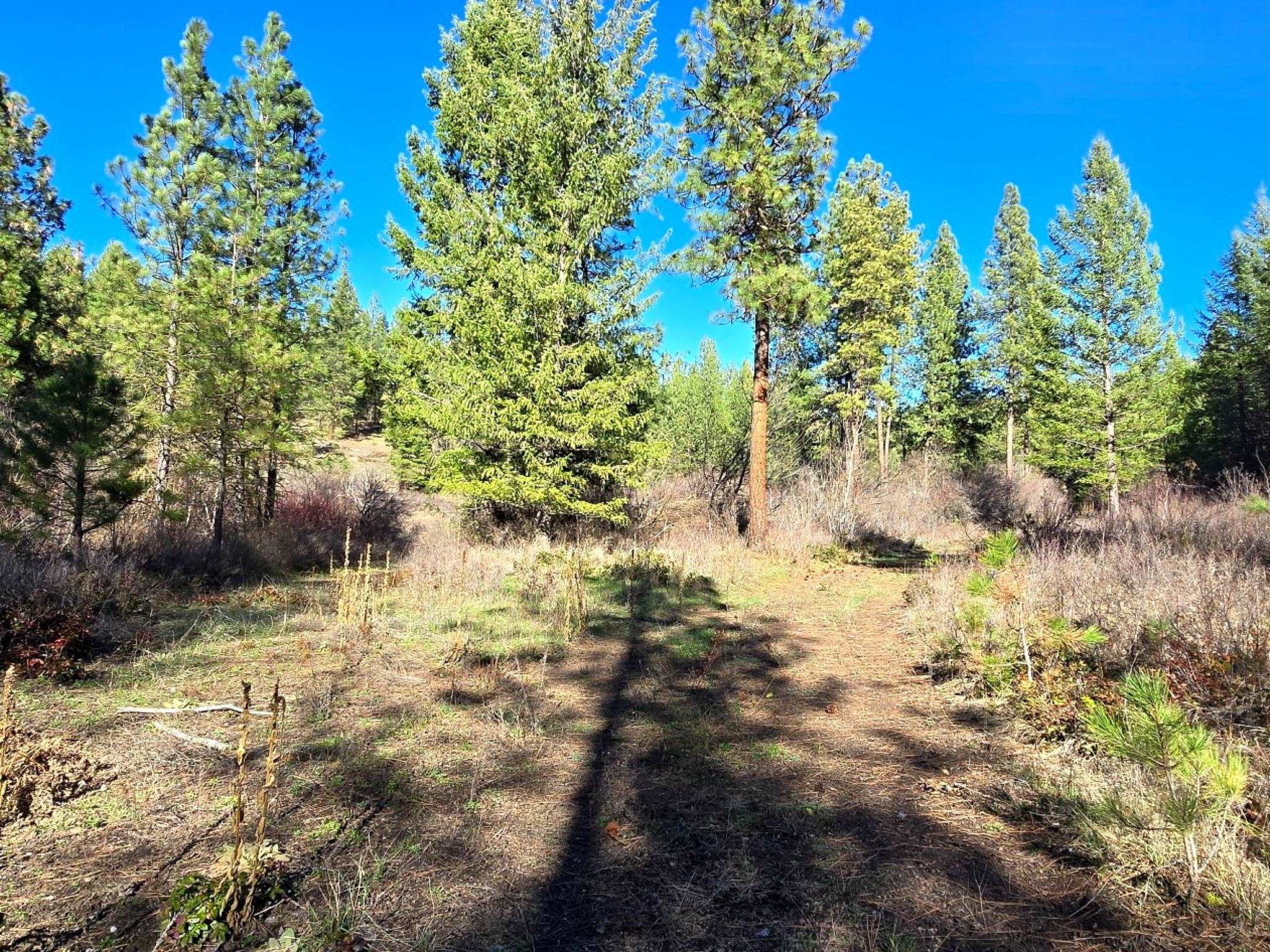 6400 Castle Rock Creek Rd Rd - Photo 5