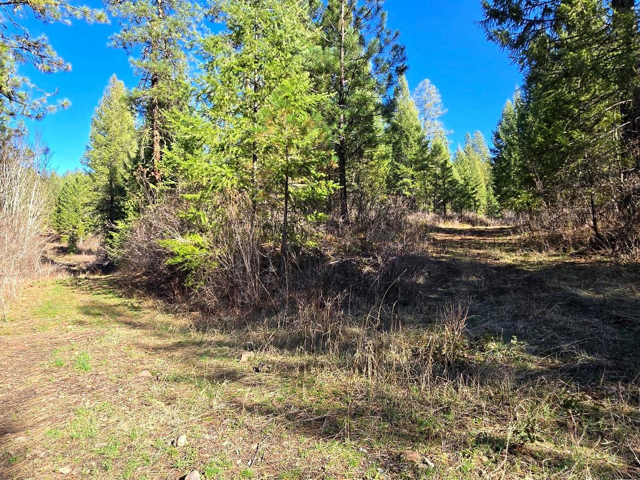 6400 Castle Rock Creek Rd Rd - Photo 8