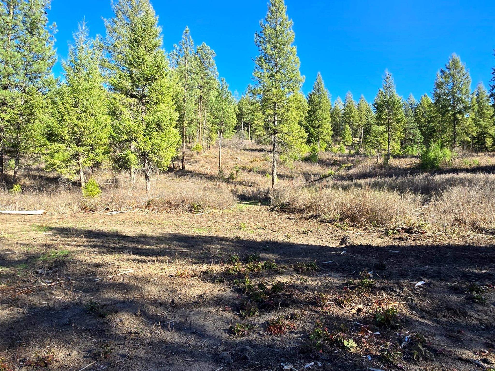 6400 Castle Rock Creek Rd Rd - Photo 10