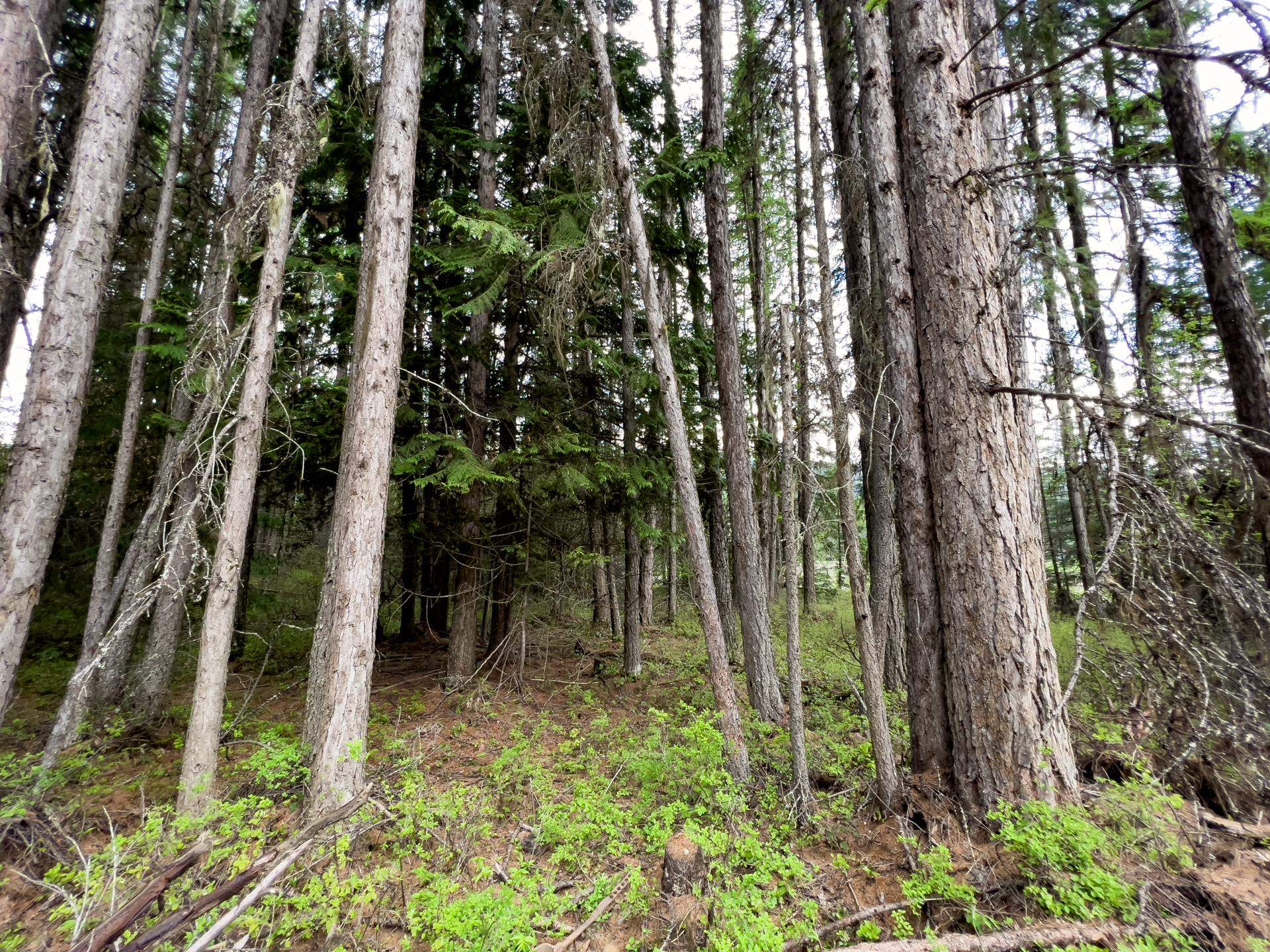3308 Deep Lake Boundary Rd - Photo 9