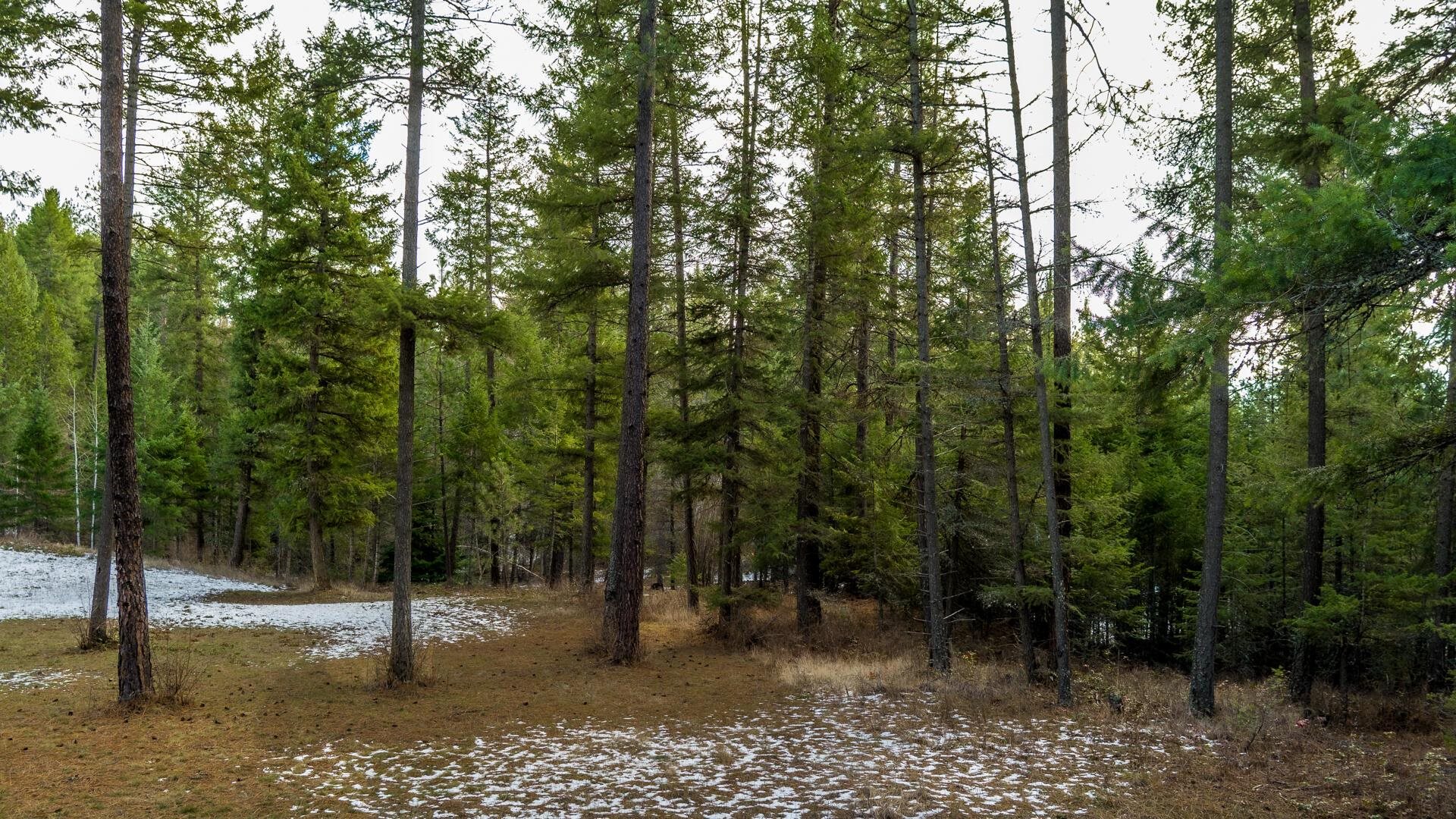 2559 United Copper Mine Rd - Photo 6
