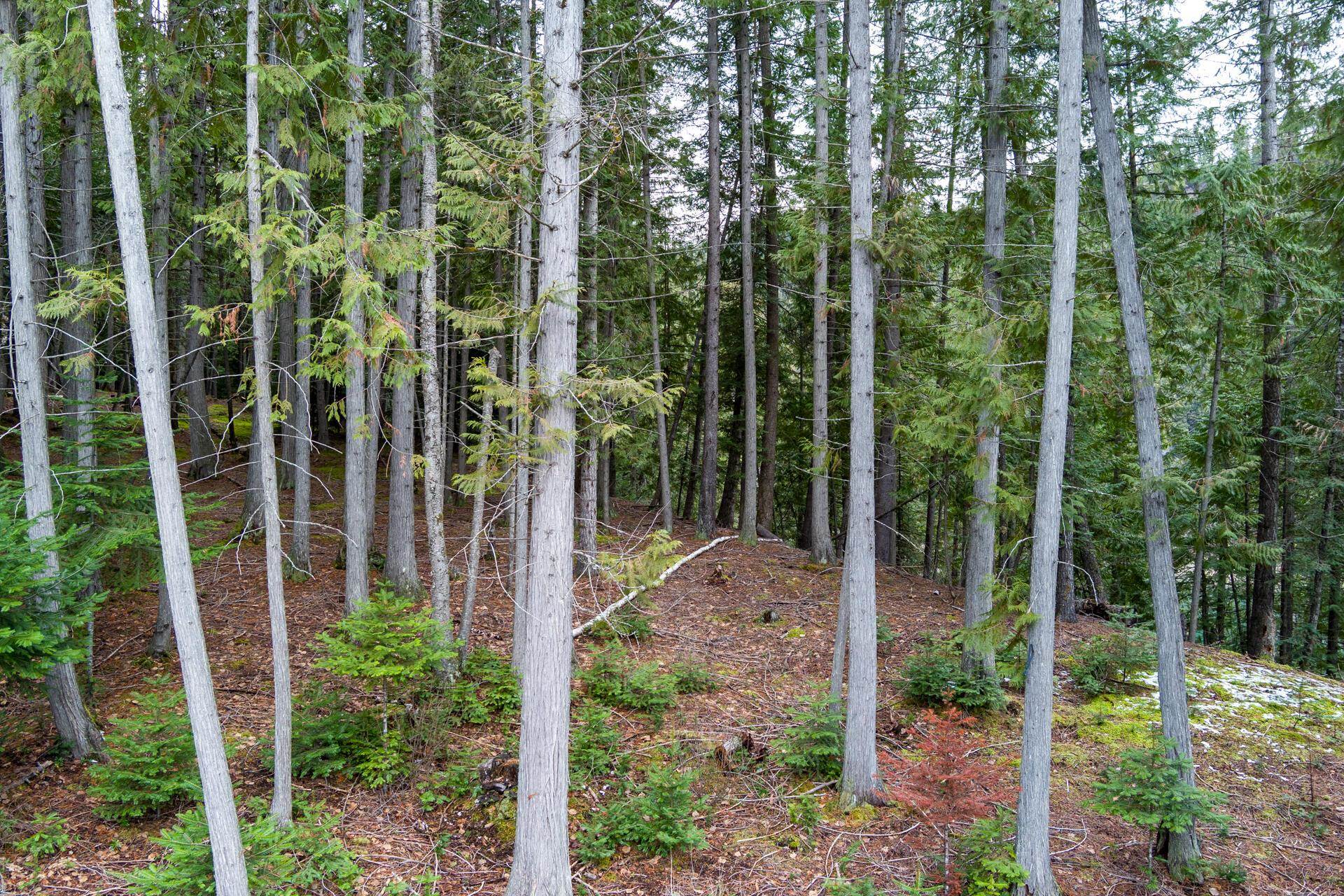 1212 Morning Star Mountain Rd - Photo 38