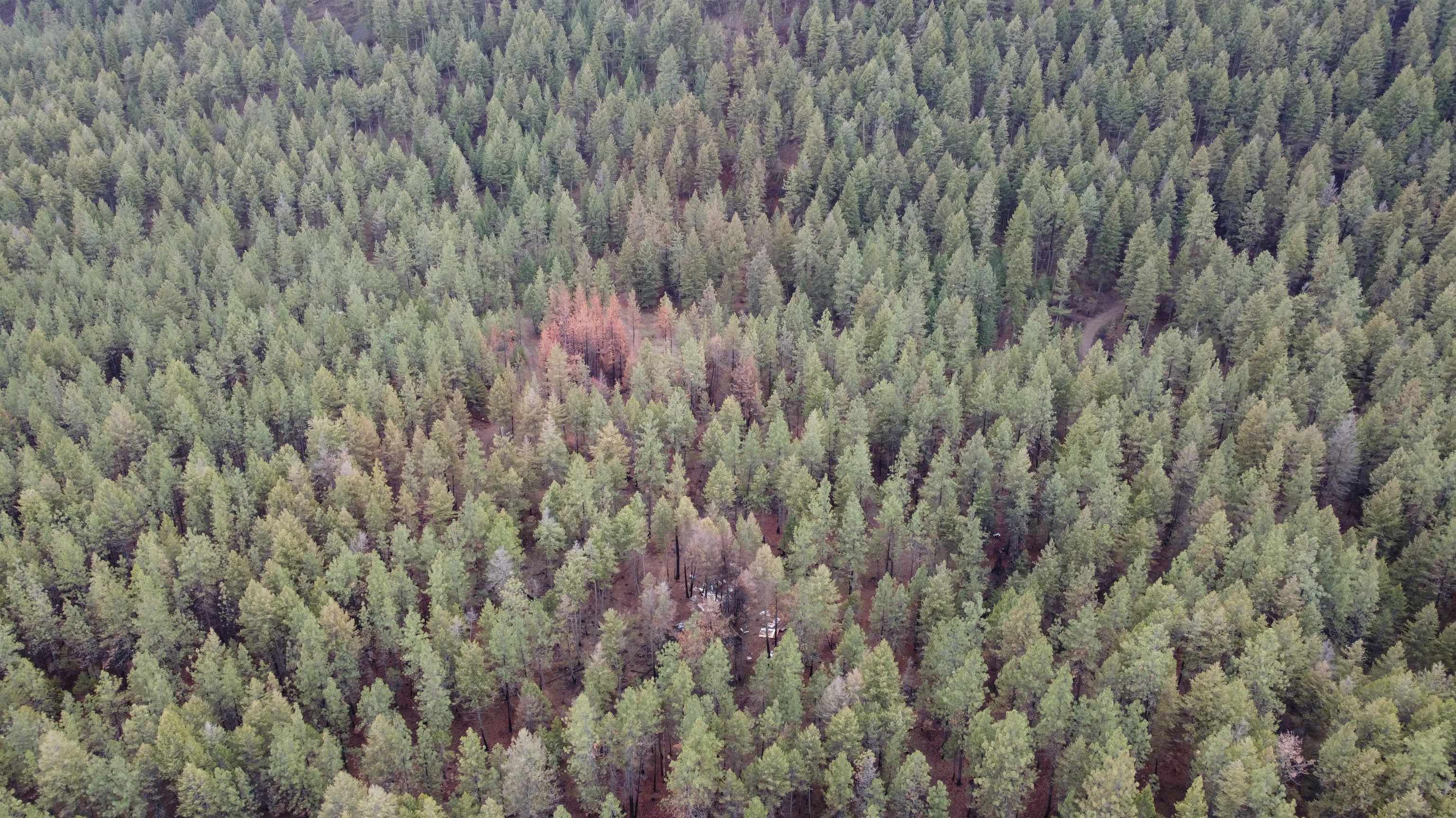 Xxx Coyote Ridge Ln - Photo 10