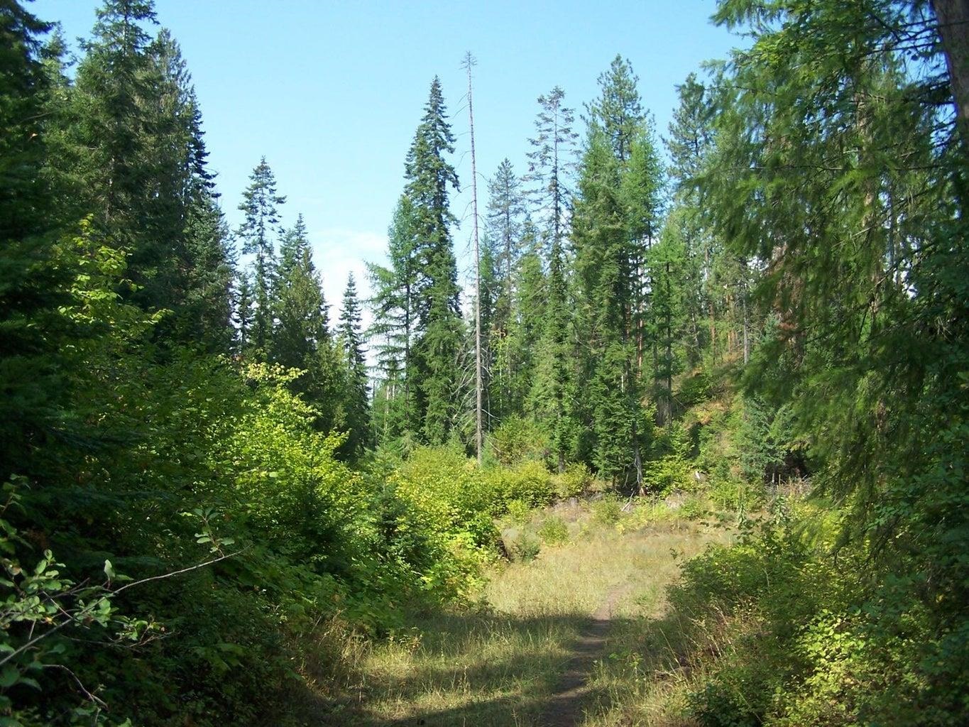 35XX Northport Flat Creek Rd - Photo 7