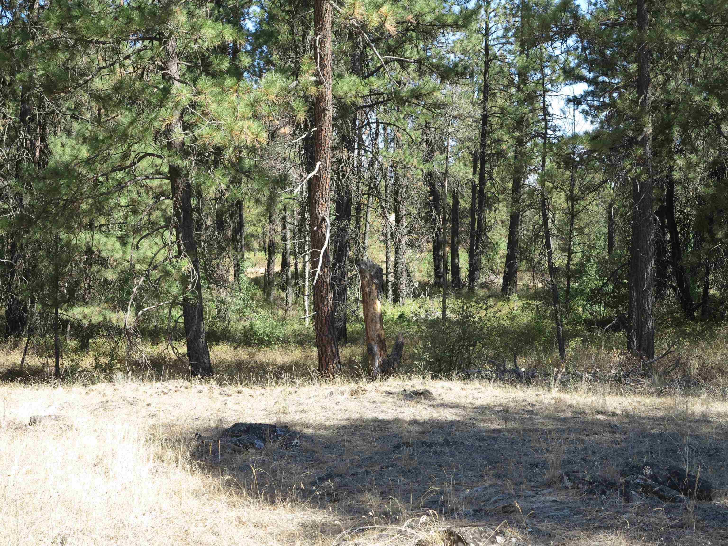 17700Blk W Williams Lake Rd - Photo 17