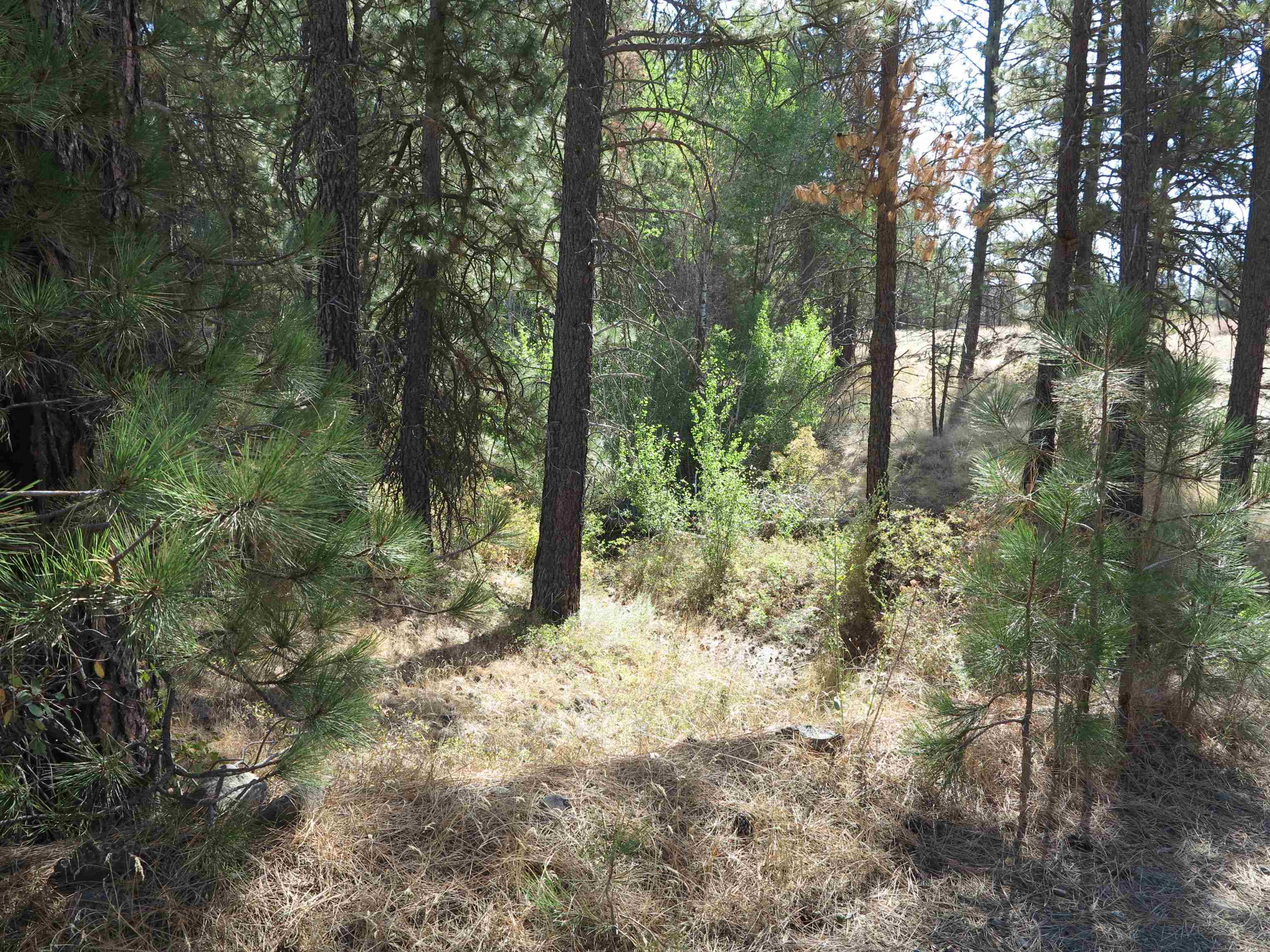 17700Blk W Williams Lake Rd - Photo 19