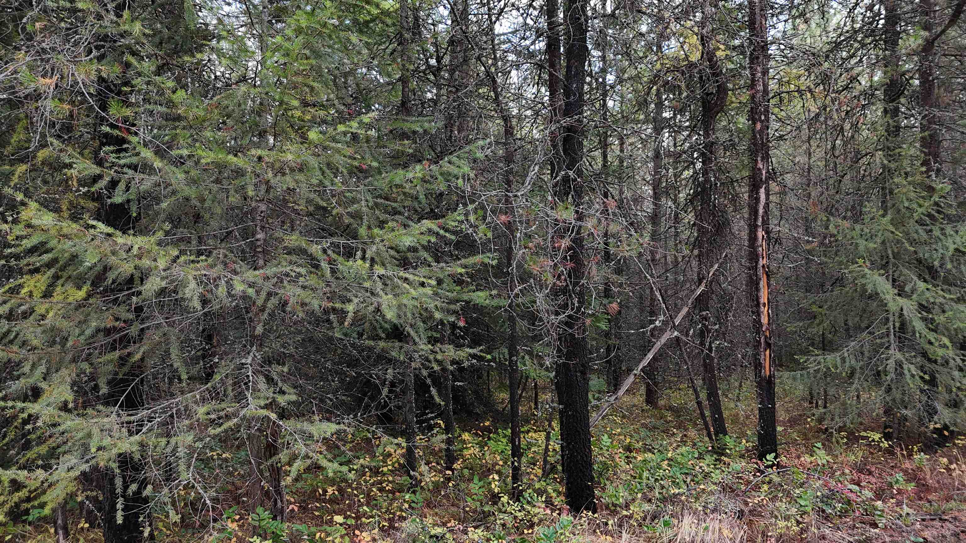 14506 Moonlight Ln - Photo 31