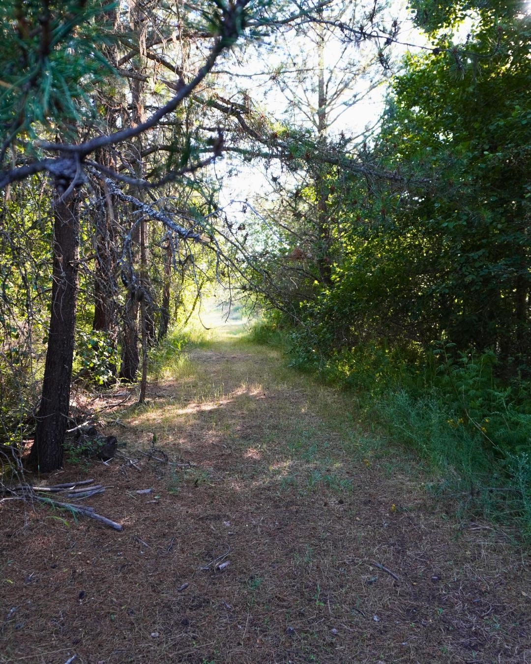 NKA Pines Rd - Photo 11