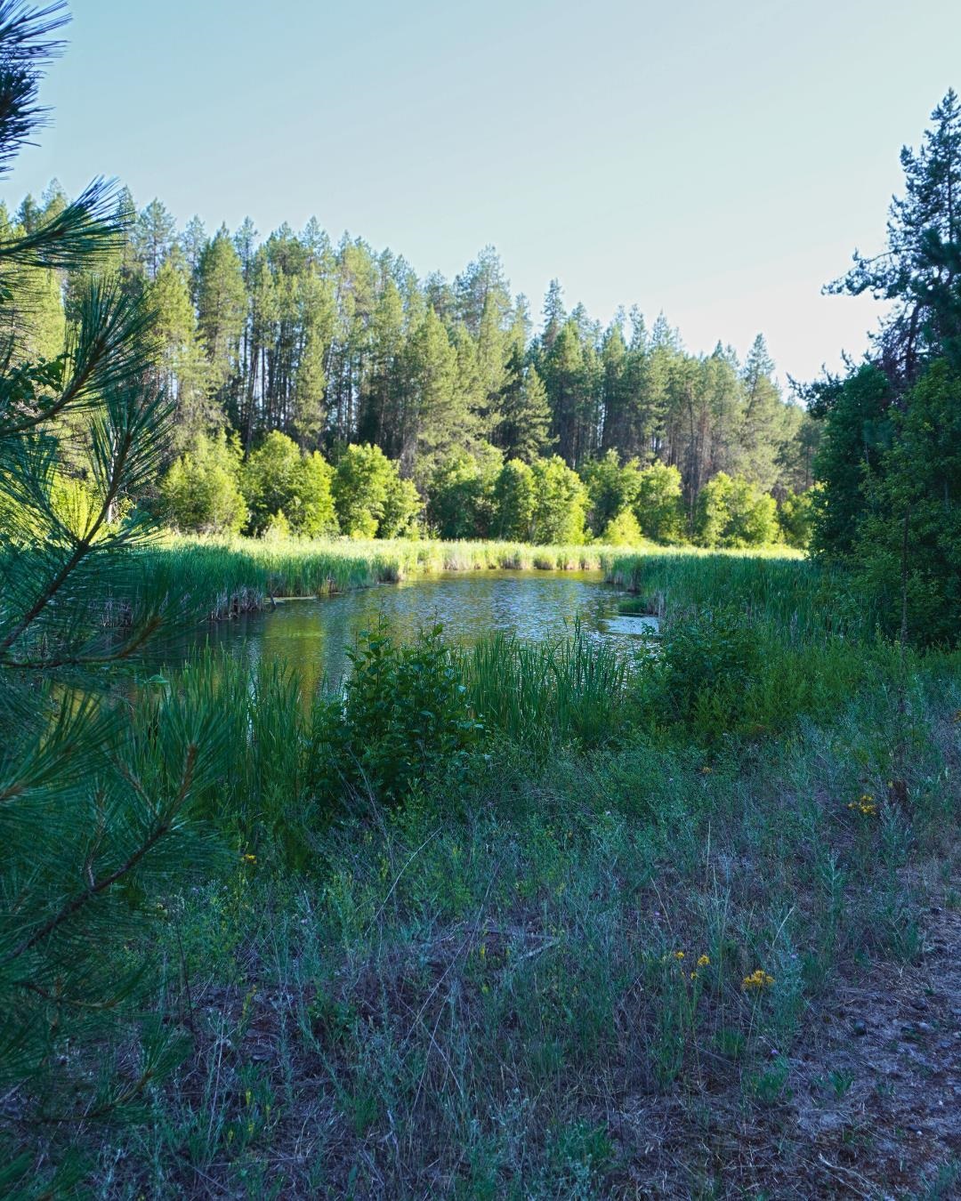 NKA Pines Rd - Photo 5
