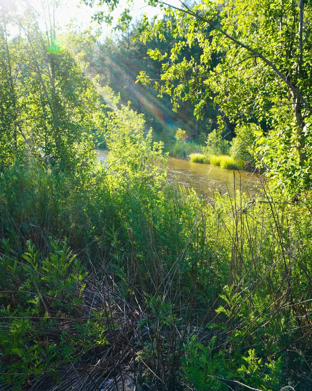 NKA Pines Rd - Photo 9