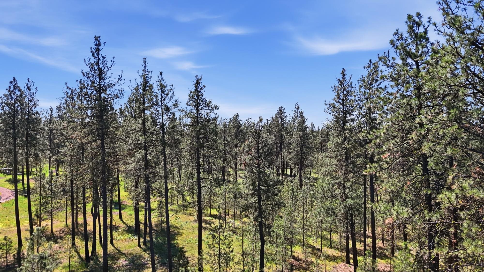 2205 W Dynamite Ln - Photo 15