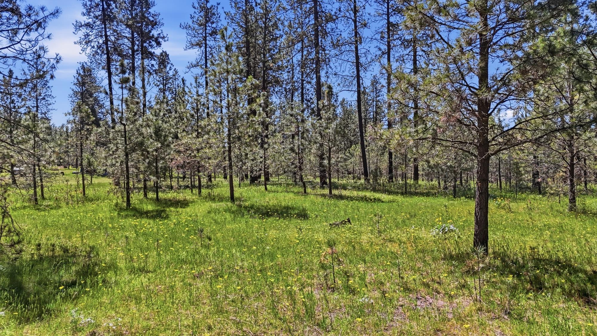 2205 W Dynamite Ln - Photo 21